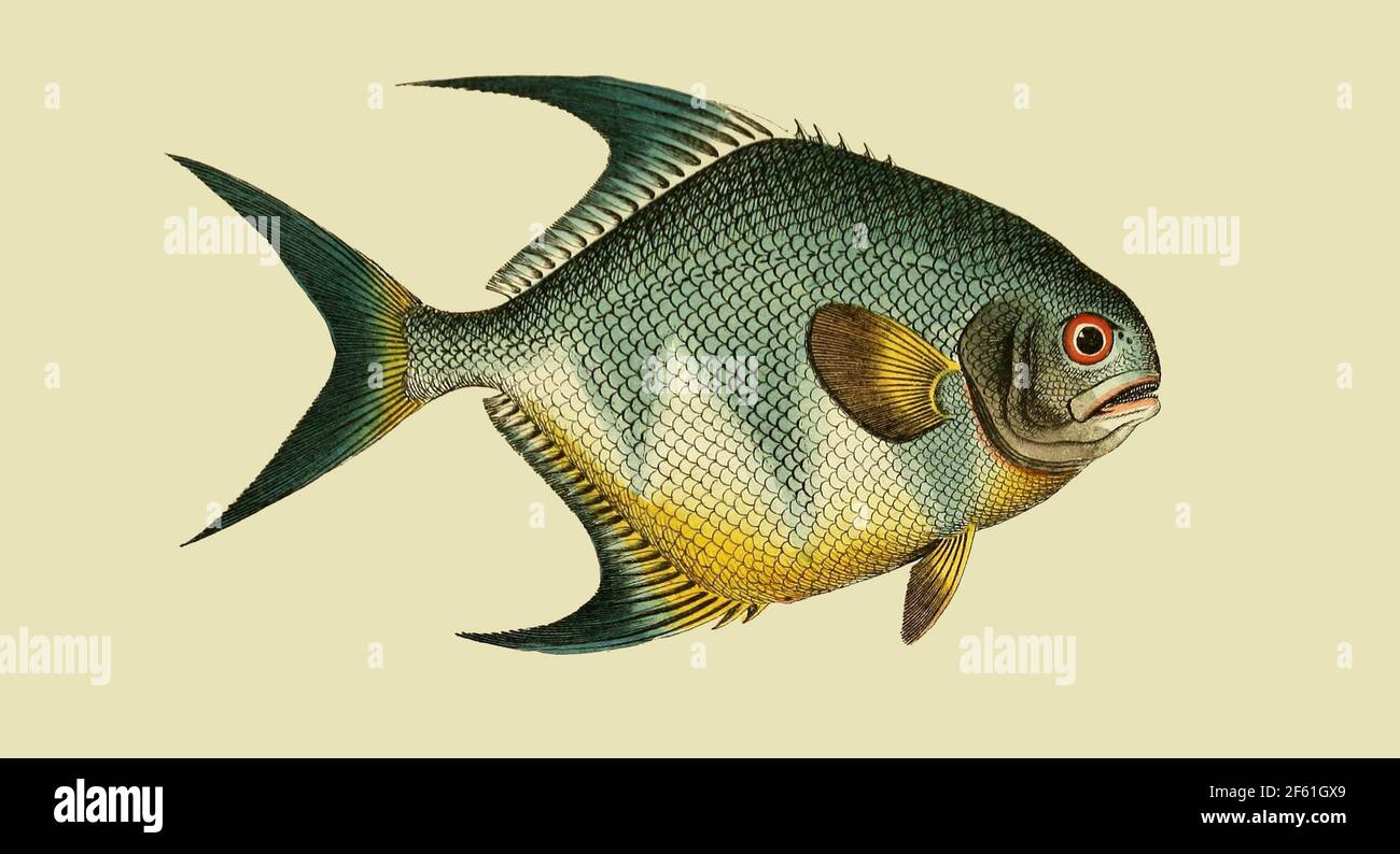 Illustrazione del pesce permesso Foto Stock