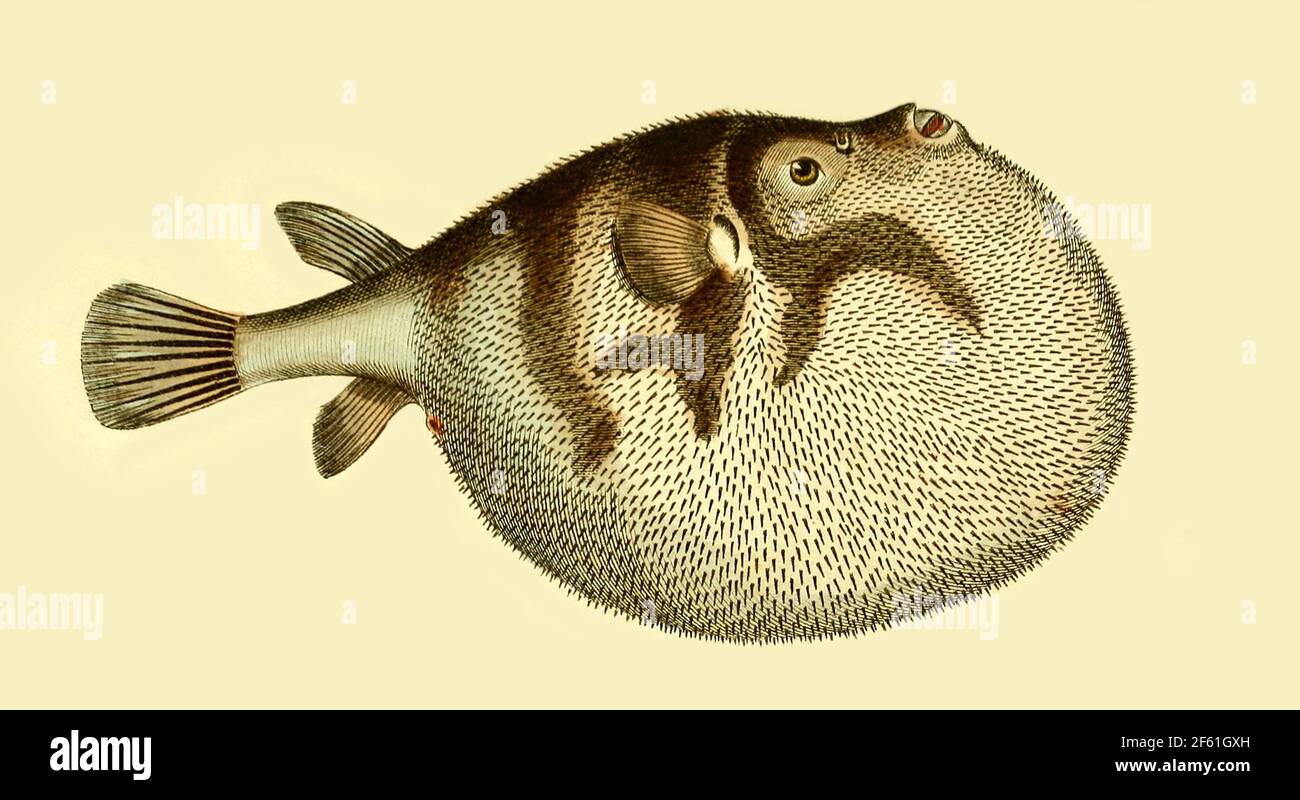 Immagine del puffer a puntini bianchi Foto Stock