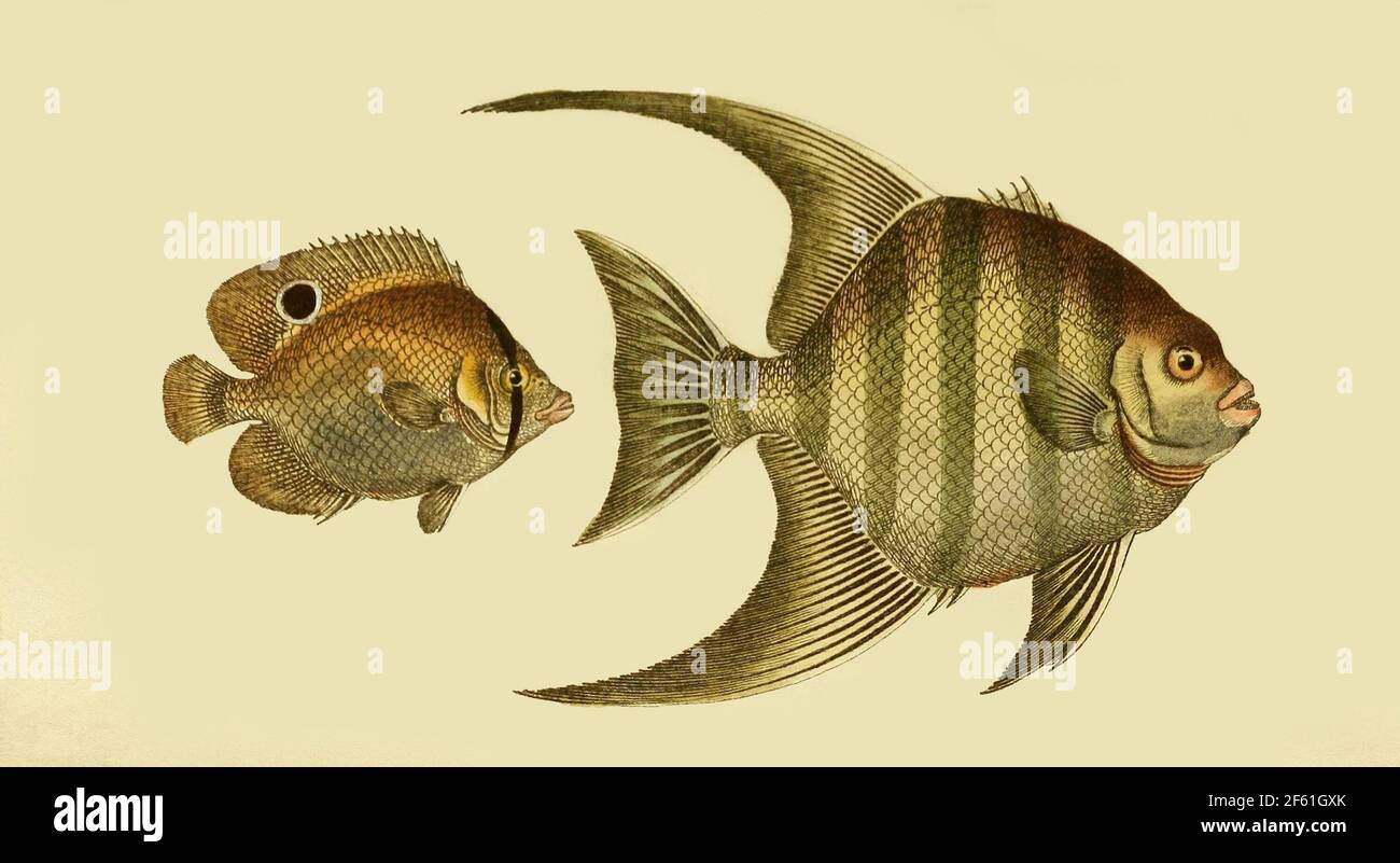 Illustrazione di Spotfin butterflyfish e di Atlantic Spadefish Foto Stock