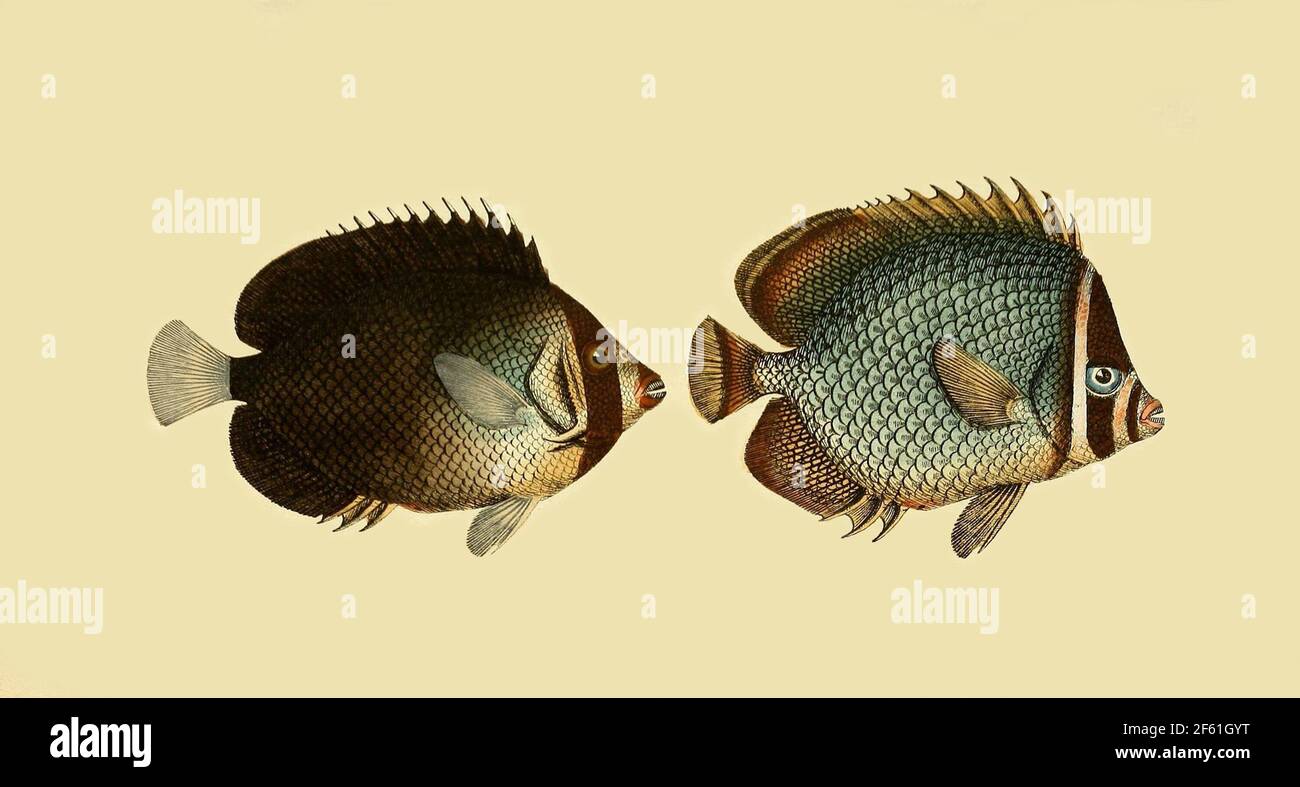 Illustrazione di un pesce farfalla del Mar Rosso e di un pesce farfalla dalla coda rossa Foto Stock