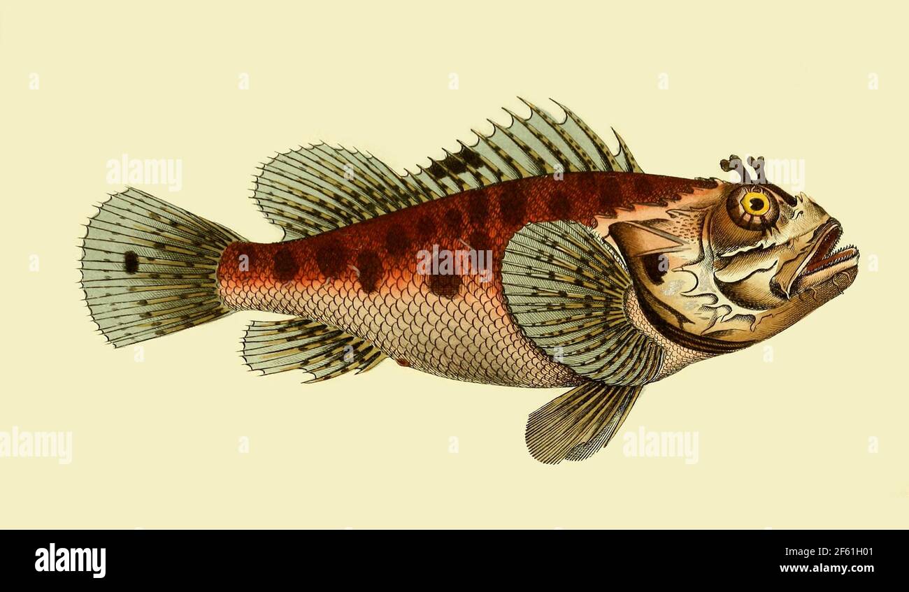 Illustrazione dello Scorpionifish rosso Foto Stock