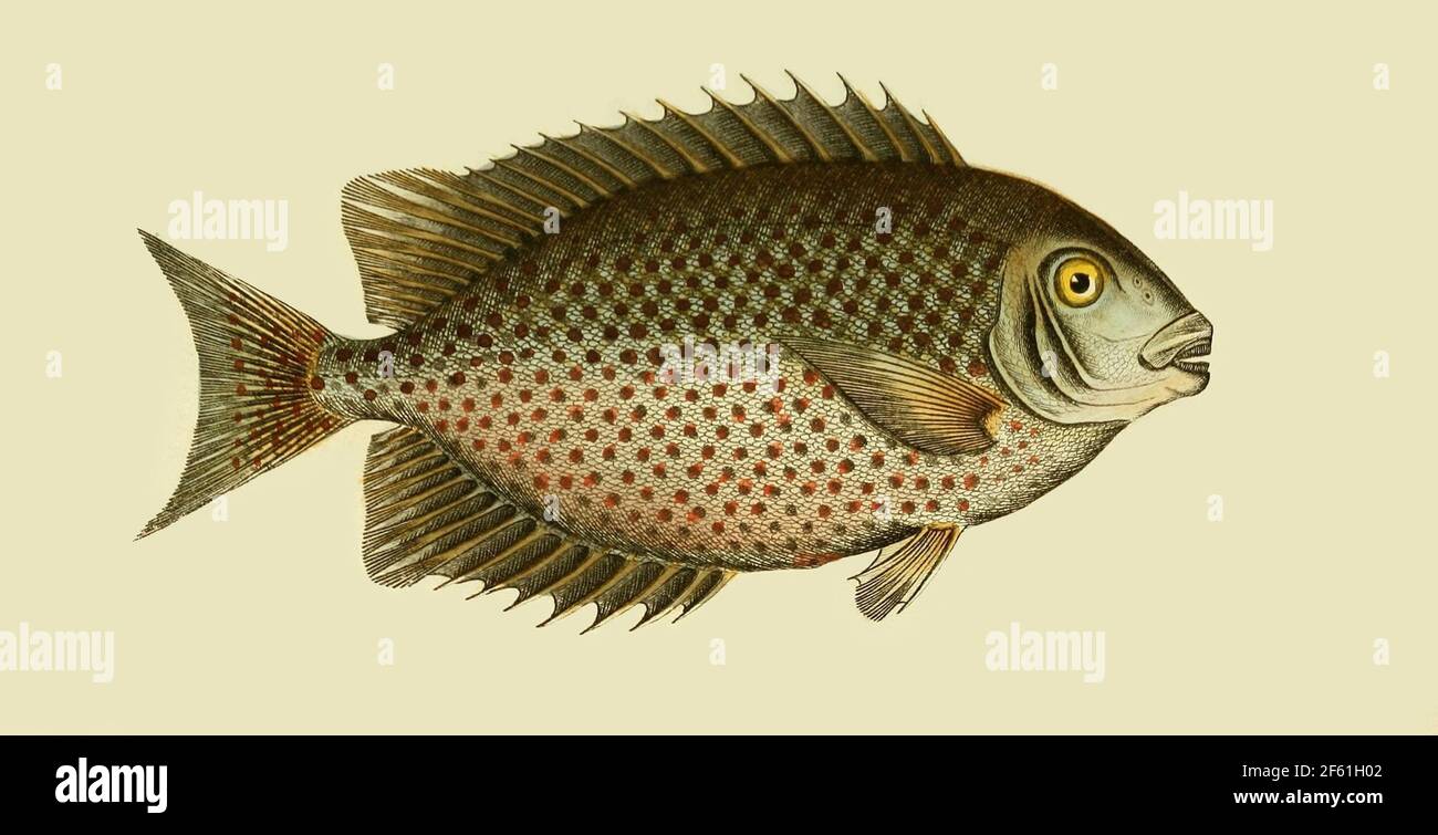 Illustrazione di Spinefoot punteggiato arancione Foto Stock