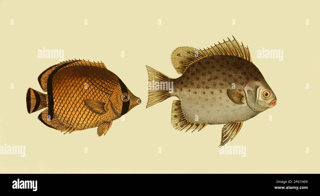 Illustrazione di Vagabond butterflyfish e Spotted Scat Foto Stock