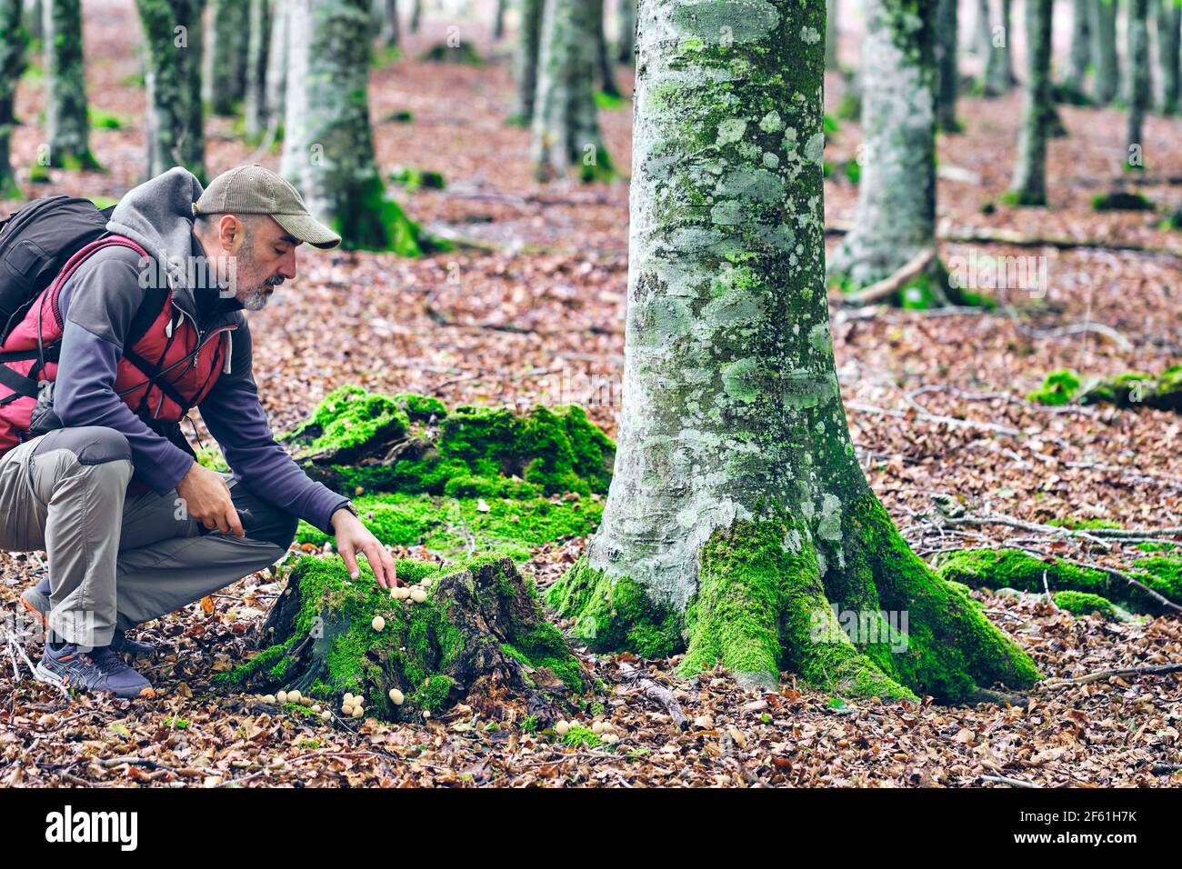 Uomo escursionista in un bechwood alla ricerca di funghi. Parco Naturale Urbasa-Andia. Navarra, Spagna, Europa. Foto Stock