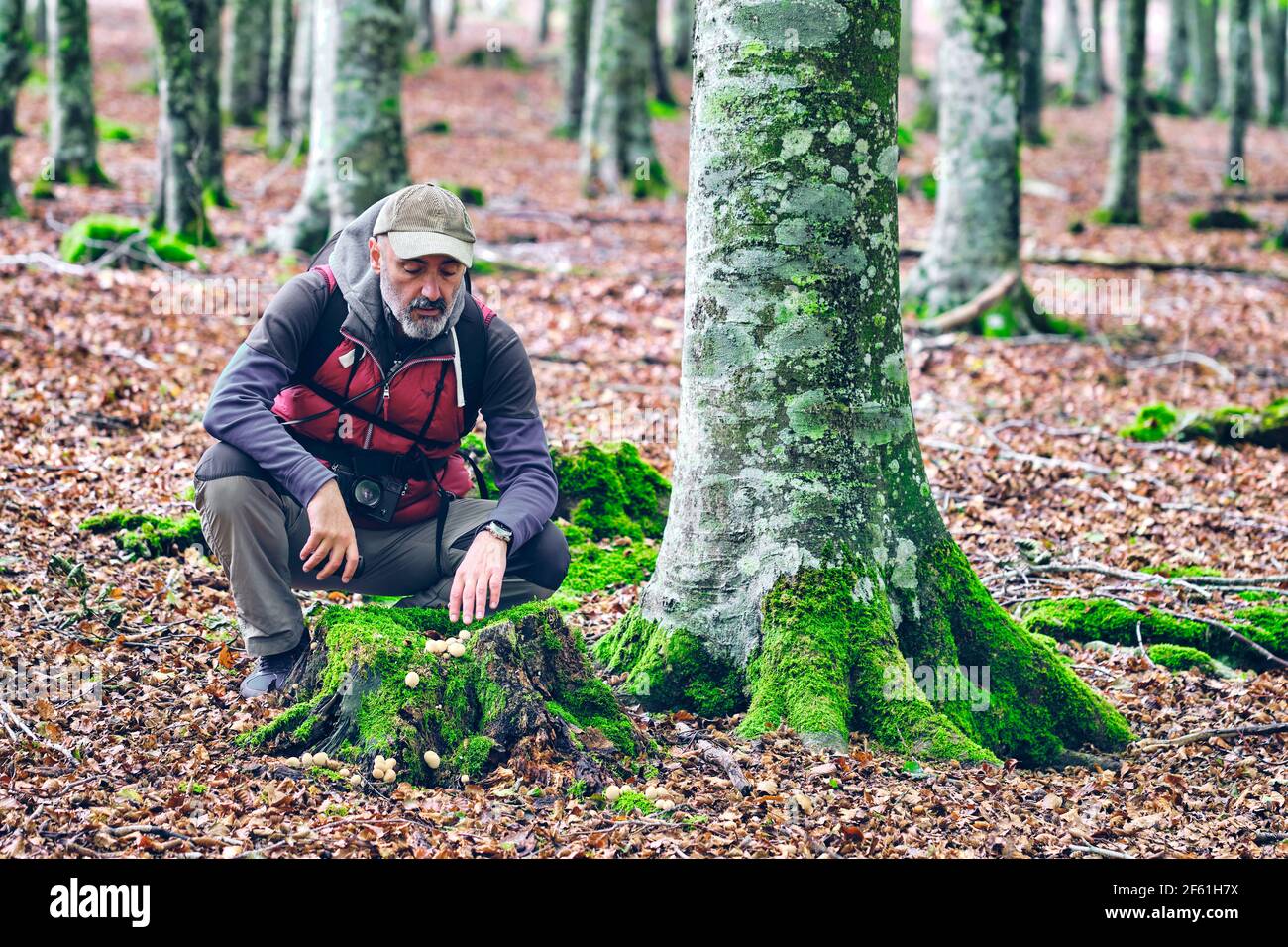Uomo escursionista in un bechwood alla ricerca di funghi. Parco Naturale Urbasa-Andia. Navarra, Spagna, Europa. Foto Stock