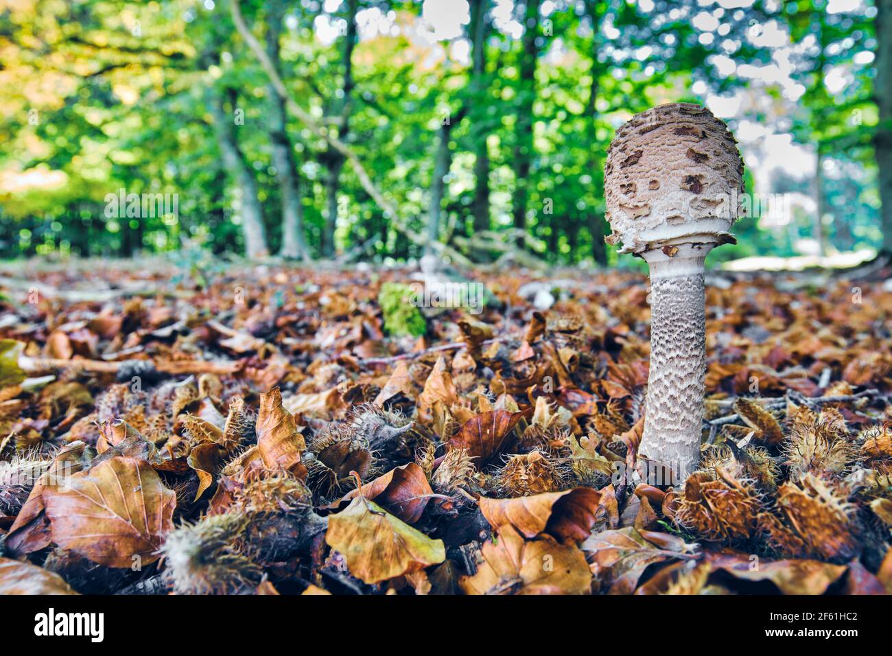 Fungo del parasolo (Macrolepiota procera) in un bechwood. Parco Naturale Urbasa-Andia. Navarra, Spagna, Europa. Foto Stock