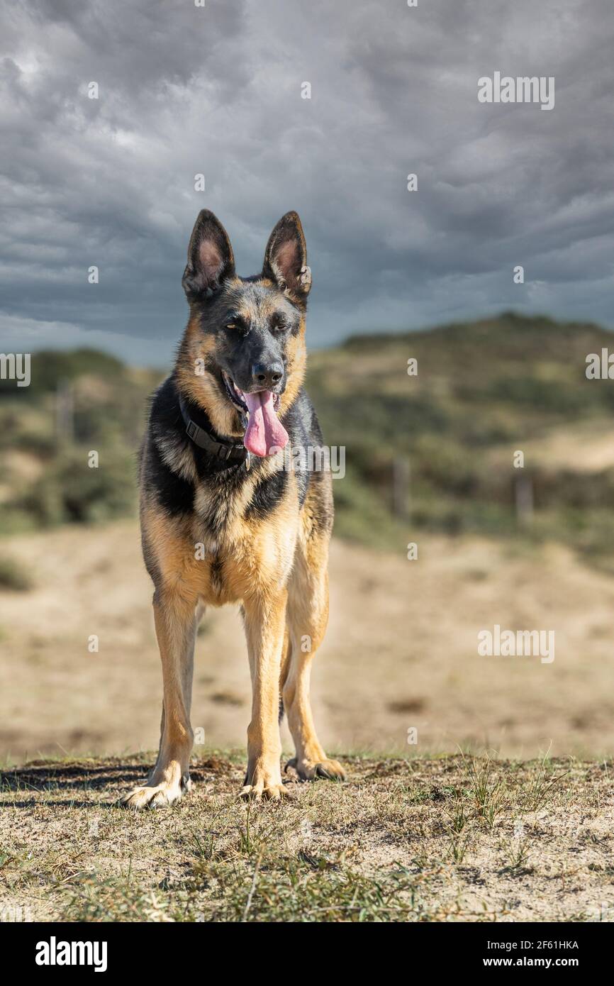 Ritratto di duro Pastore tedesco con orecchie e lingua verticali uscire in natura libera contro lo sfondo sfocato delle dune e nuvole grigio scuro Foto Stock