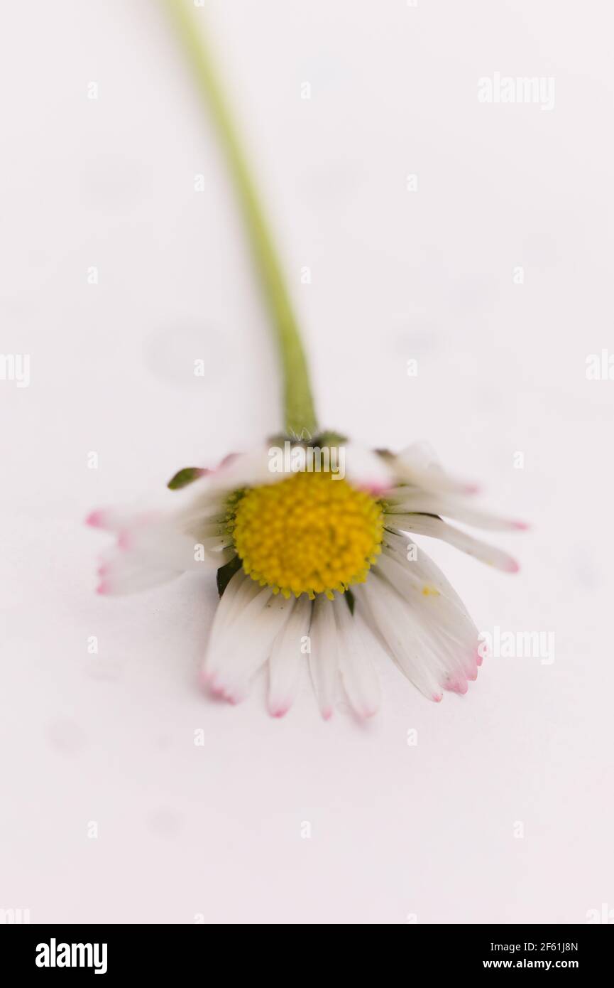 Single Daisy / Bellis perennis su sfondo bianco Foto Stock
