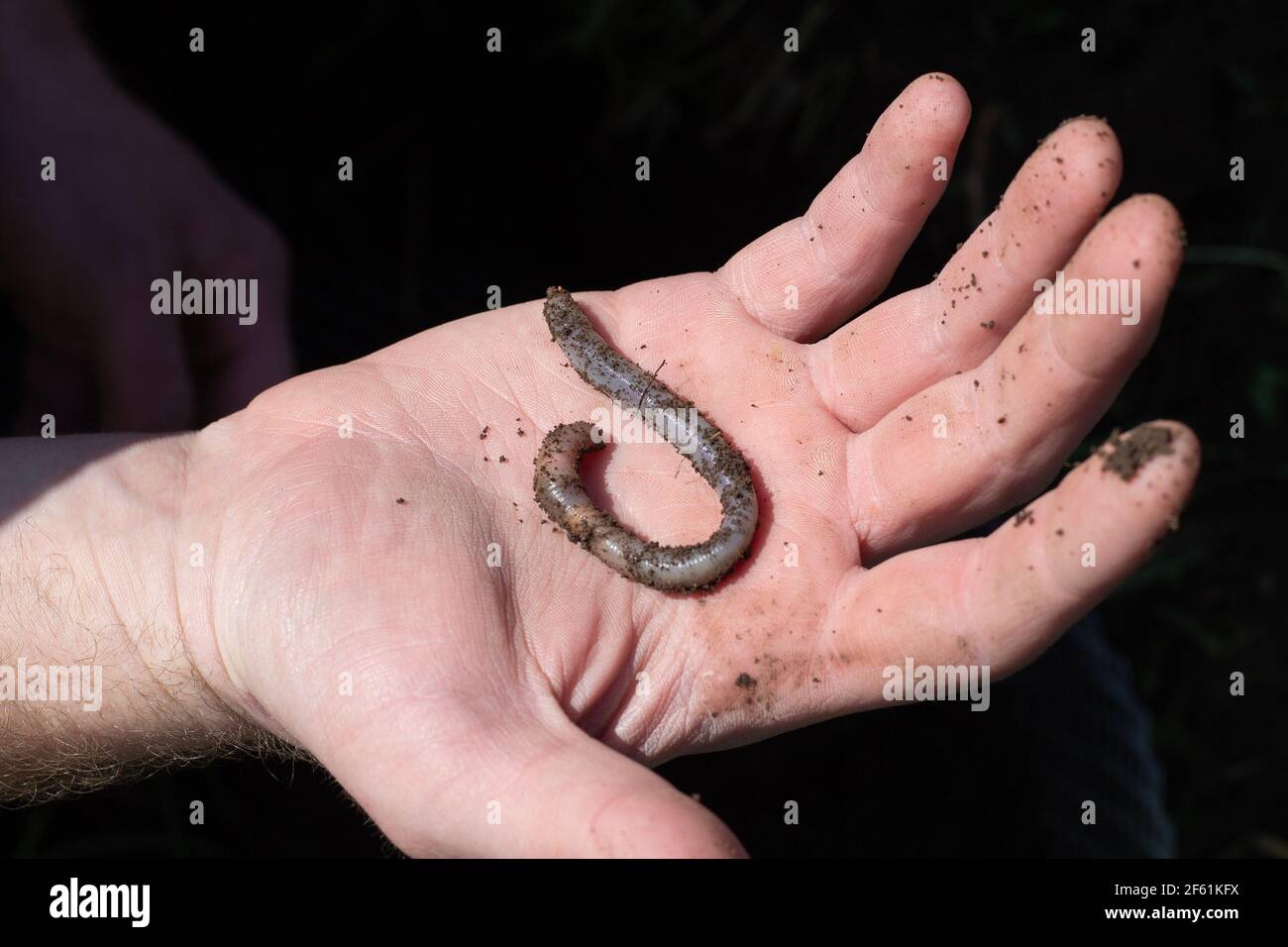 Un grande lombrico grasso nel palmo di un uomo. Esca di pesce naturale. Foto Stock