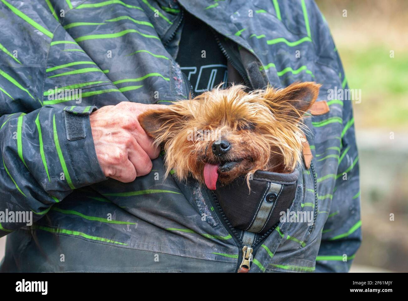 Mini Yorkshire terrier ottiene un giro all'interno del cappotto dei proprietari. Foto Stock
