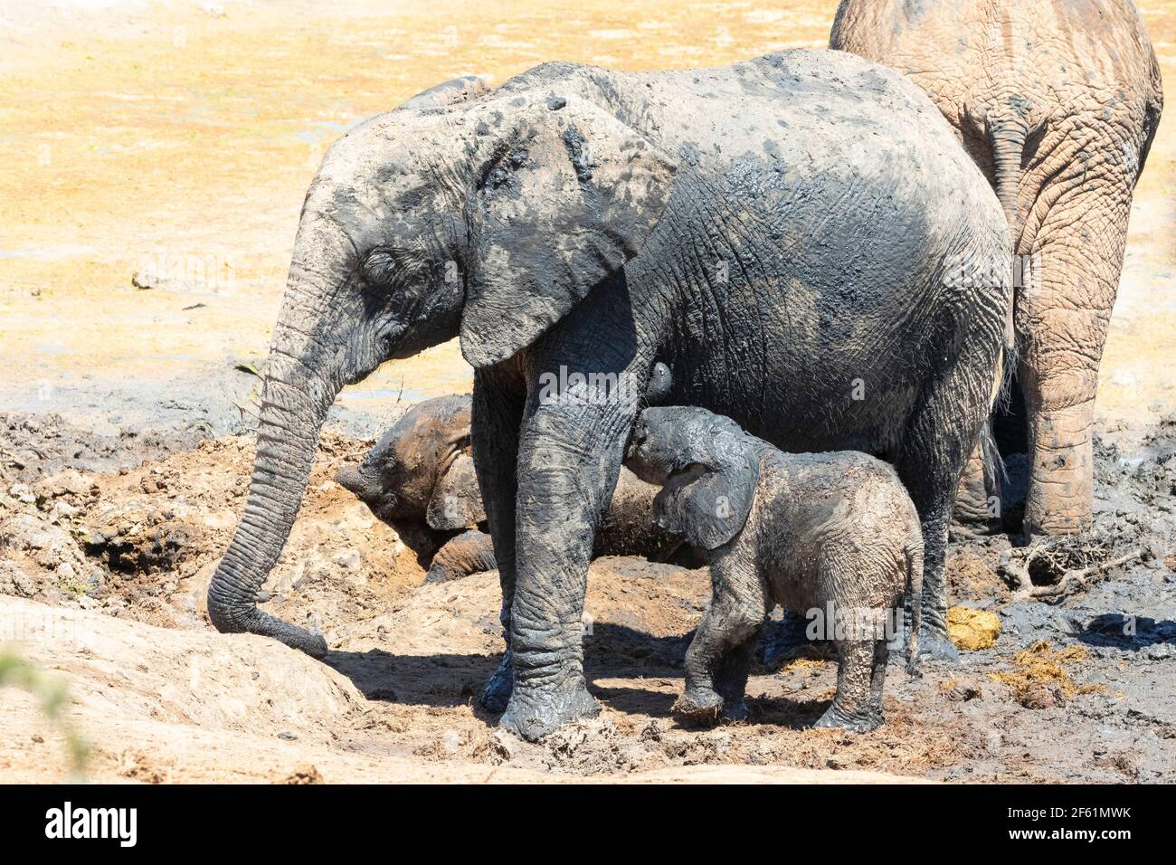 Baby vitello africano Elefante (Loxodonta africana) che succhia la madre in un bagno di fango, Addo Elephant National Park, Capo Orientale, Sud Africa Foto Stock