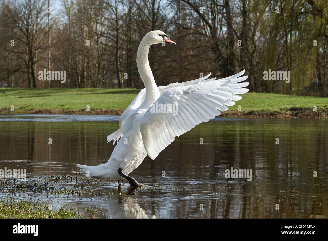 White Mute Swan (Cygnus olor) con ali sparse in acqua e gode della giornata di sole. Foto Stock