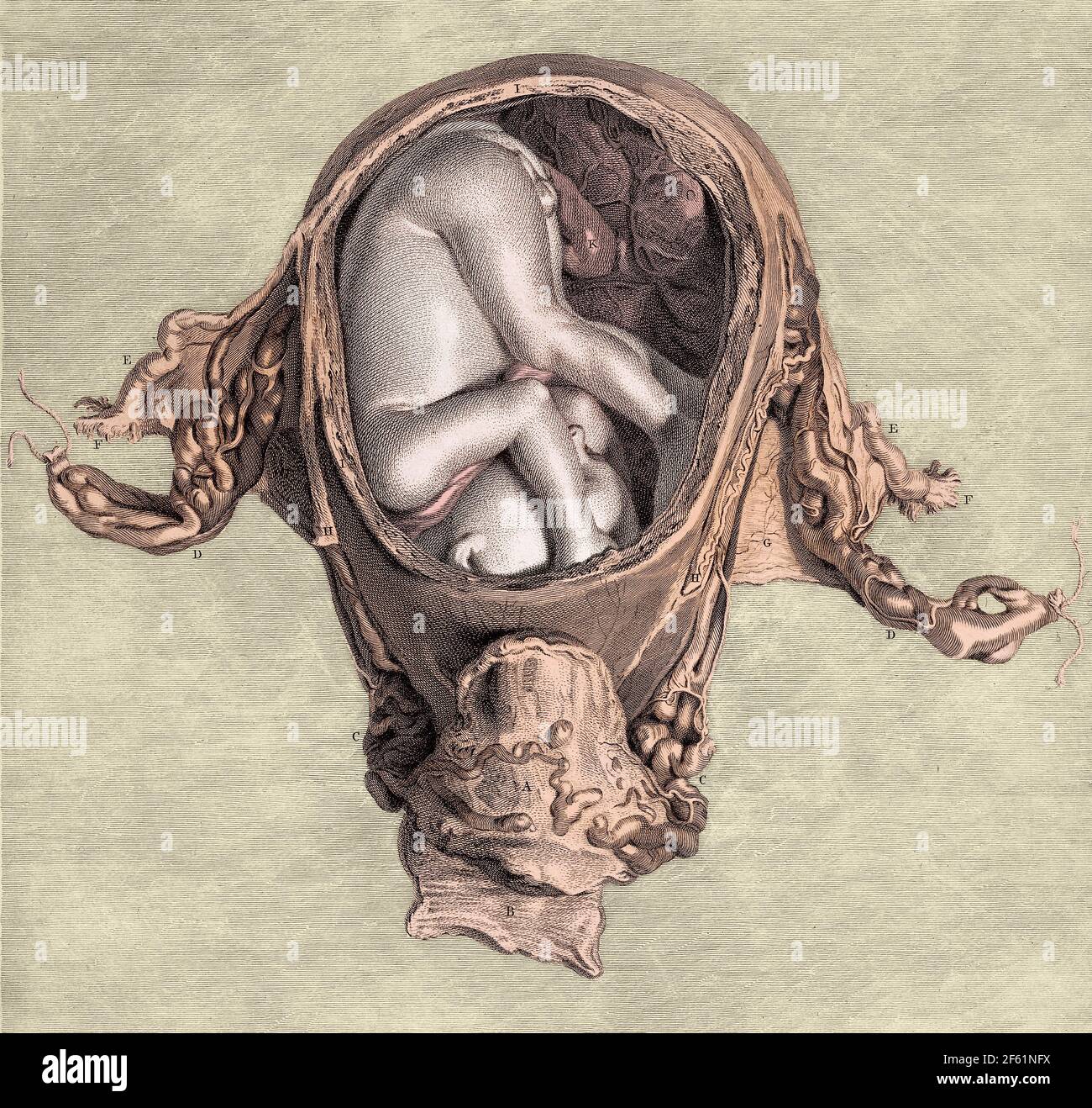 Feto in utero a sei mesi, Illustrazione Foto Stock