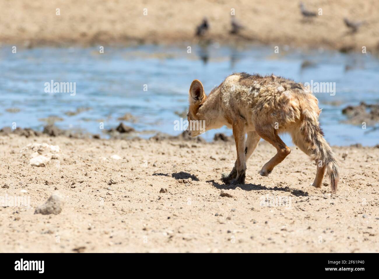 Jackal con schienale nero (Canis mesomelas) colombe di stalking femminili bagnate al waterhole, Kgalagadi TransFrontier Park, kalahari, Capo del Nord, Sud Africa Foto Stock