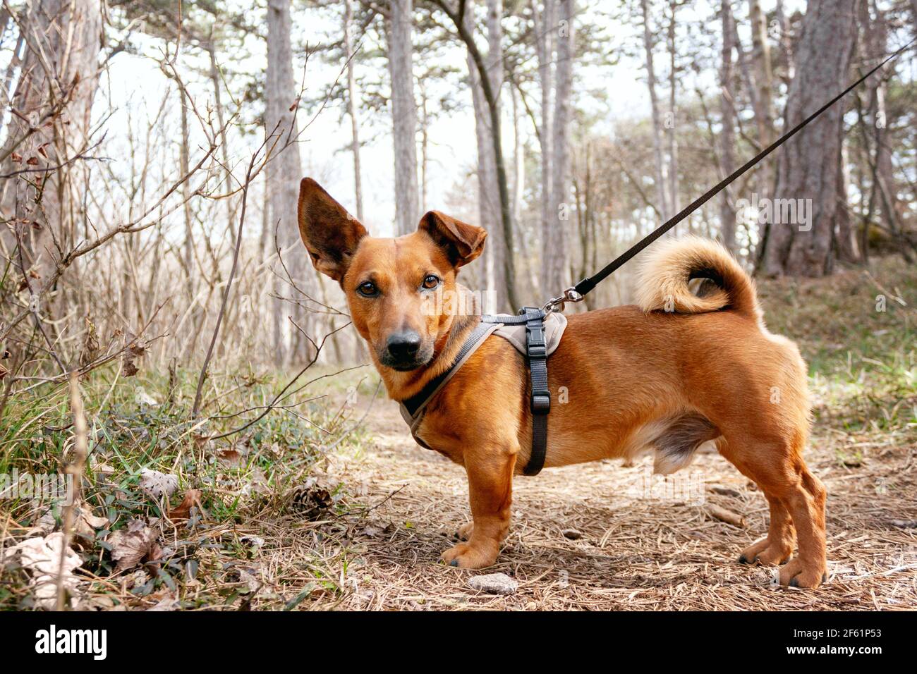 Cane con guinzaglio nei boschi in primavera. Forest trekking, formazione e avventura concetto. Foto Stock
