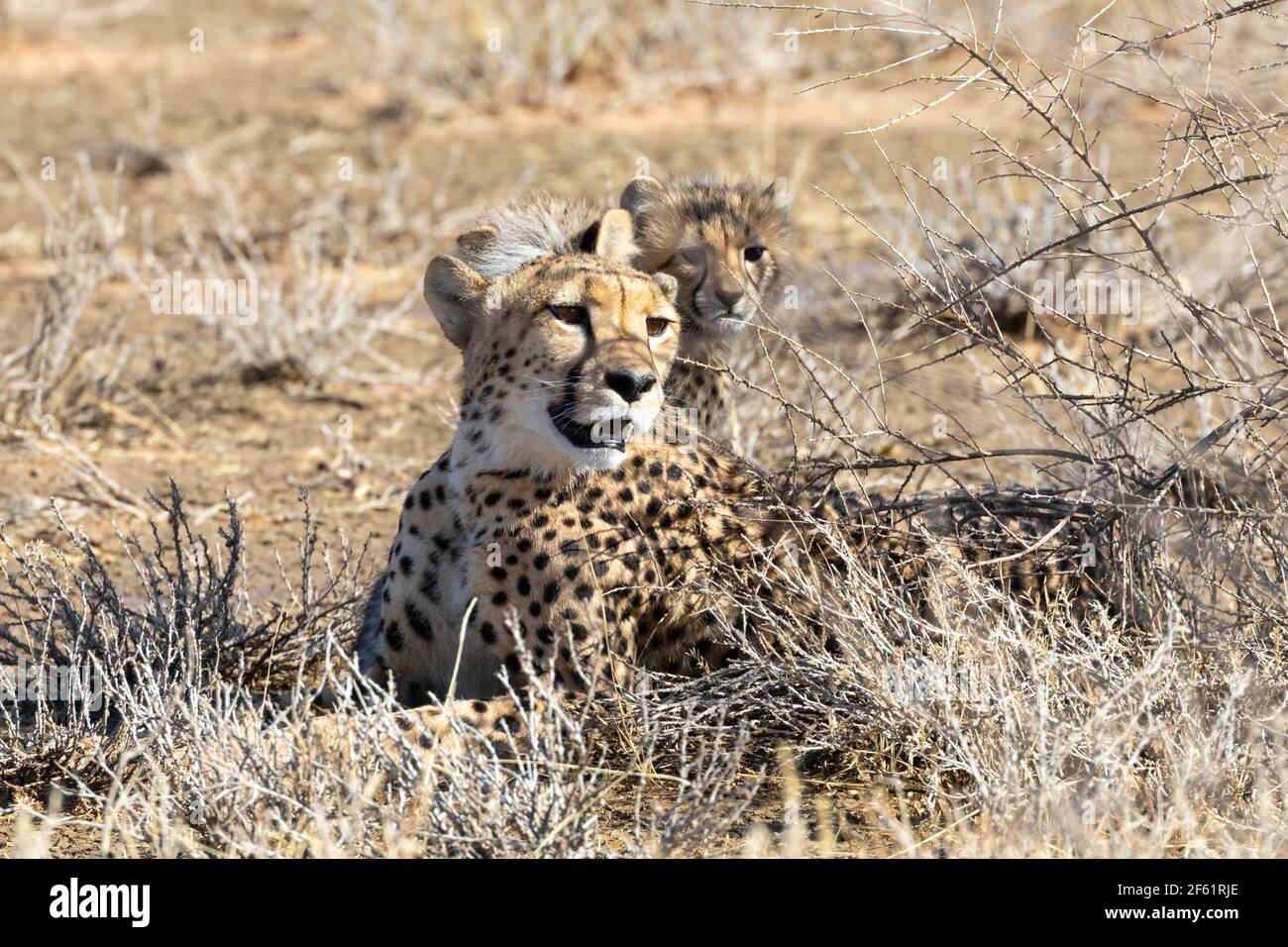 Cheetah (Achinonyx jubatus) Kgalagadi Tranfrontiera Park, Kalahari, Capo del Nord, Sud Africa, African Cheetah sono classificati come vulnerabili sulla IUCN Foto Stock