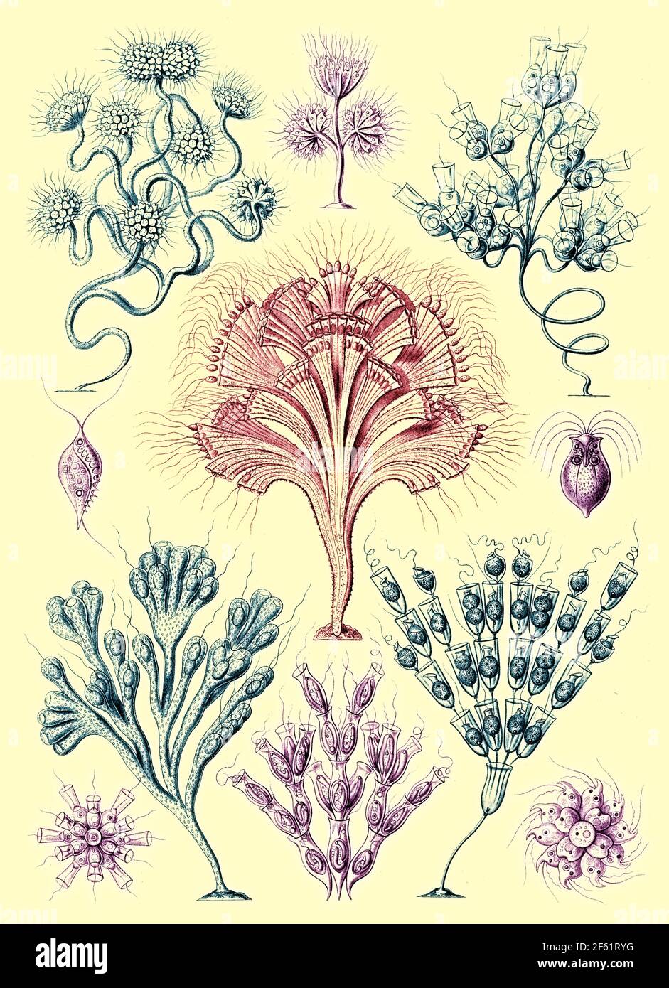 Flagellata, Ernst Haeckel Foto Stock