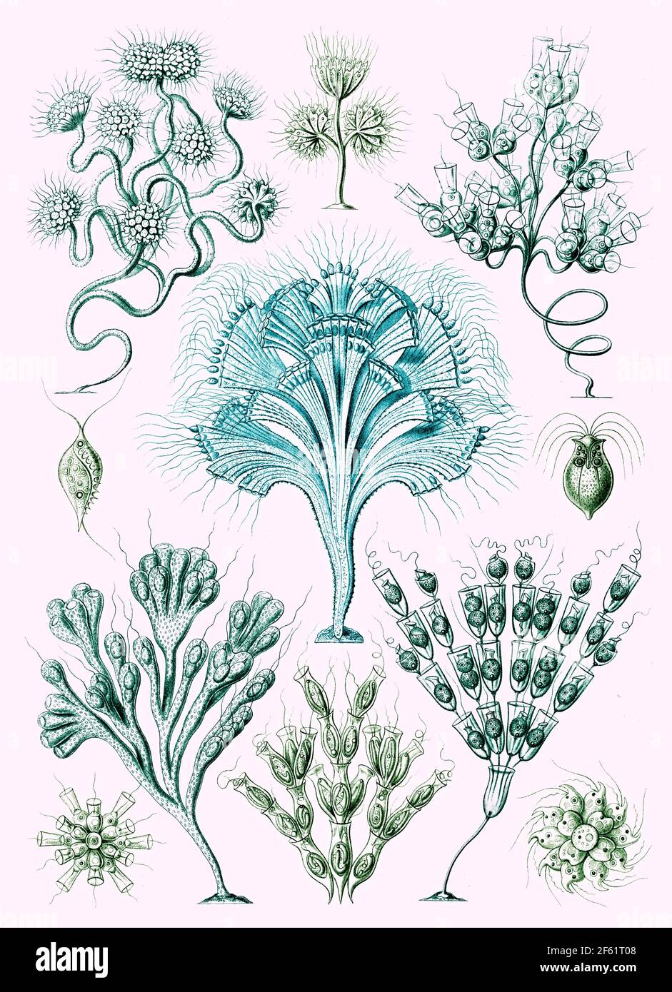 Flagellata, Ernst Haeckel Foto Stock