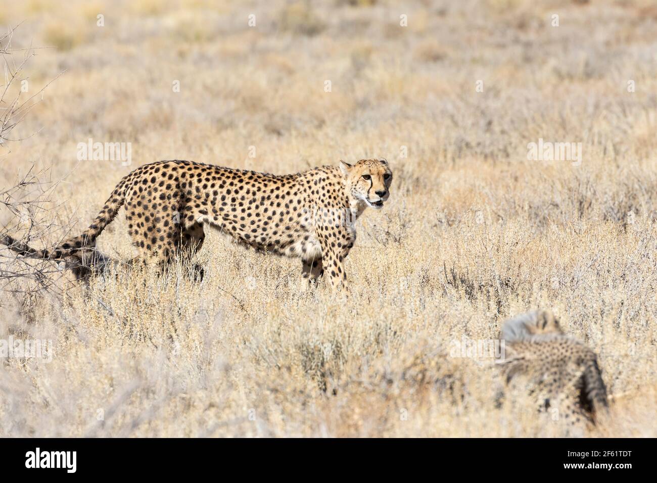 Cheetah (Acinonyx jubatus) Femminile che tiene una stretta vigilanza sui suoi due giovani cuccioli in prateria, Kgalagadi TransFrontier Park, Kalahari, Northern Cape, Sou Foto Stock