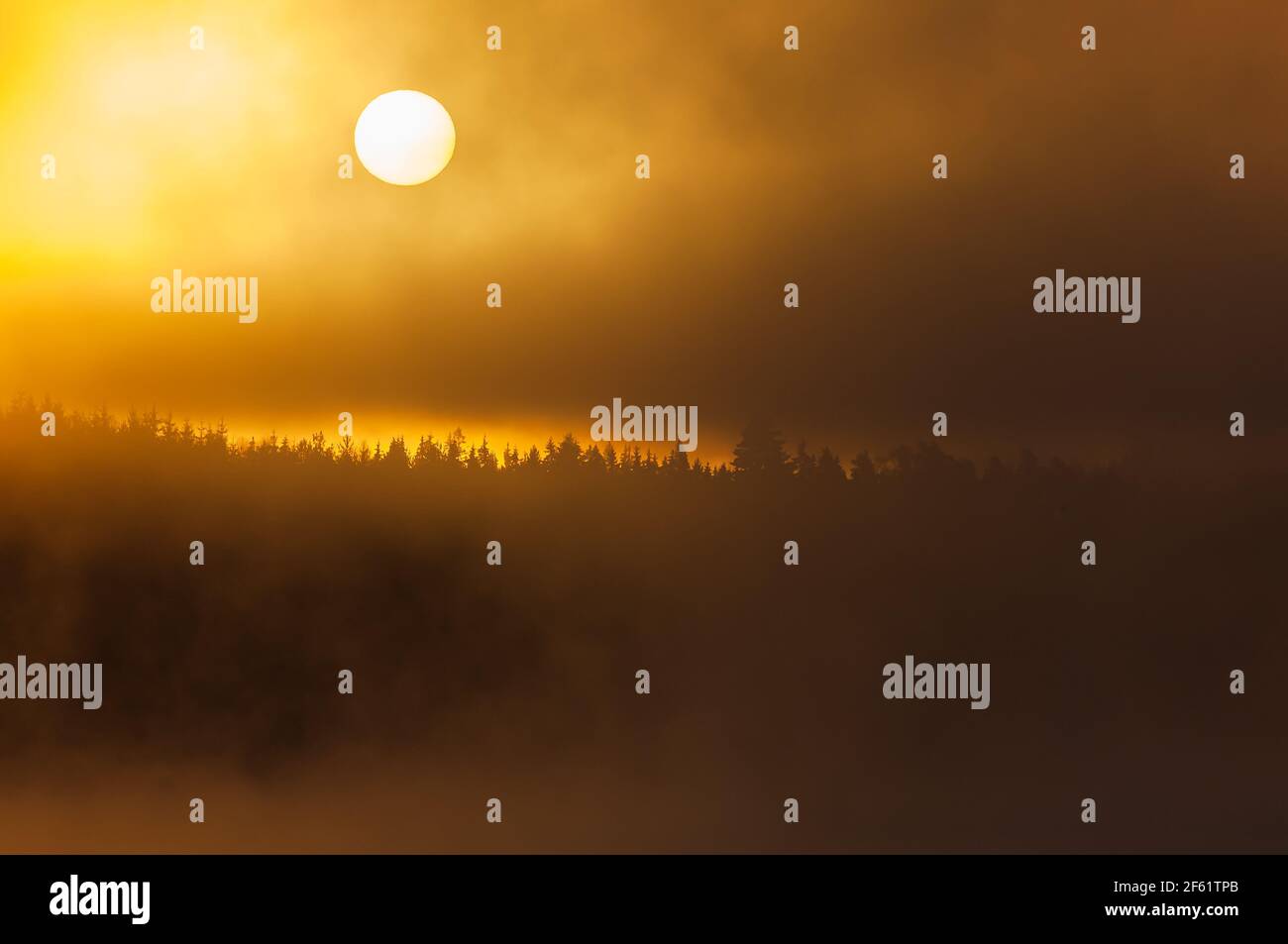 Il sole sorge sulla foresta Foto Stock