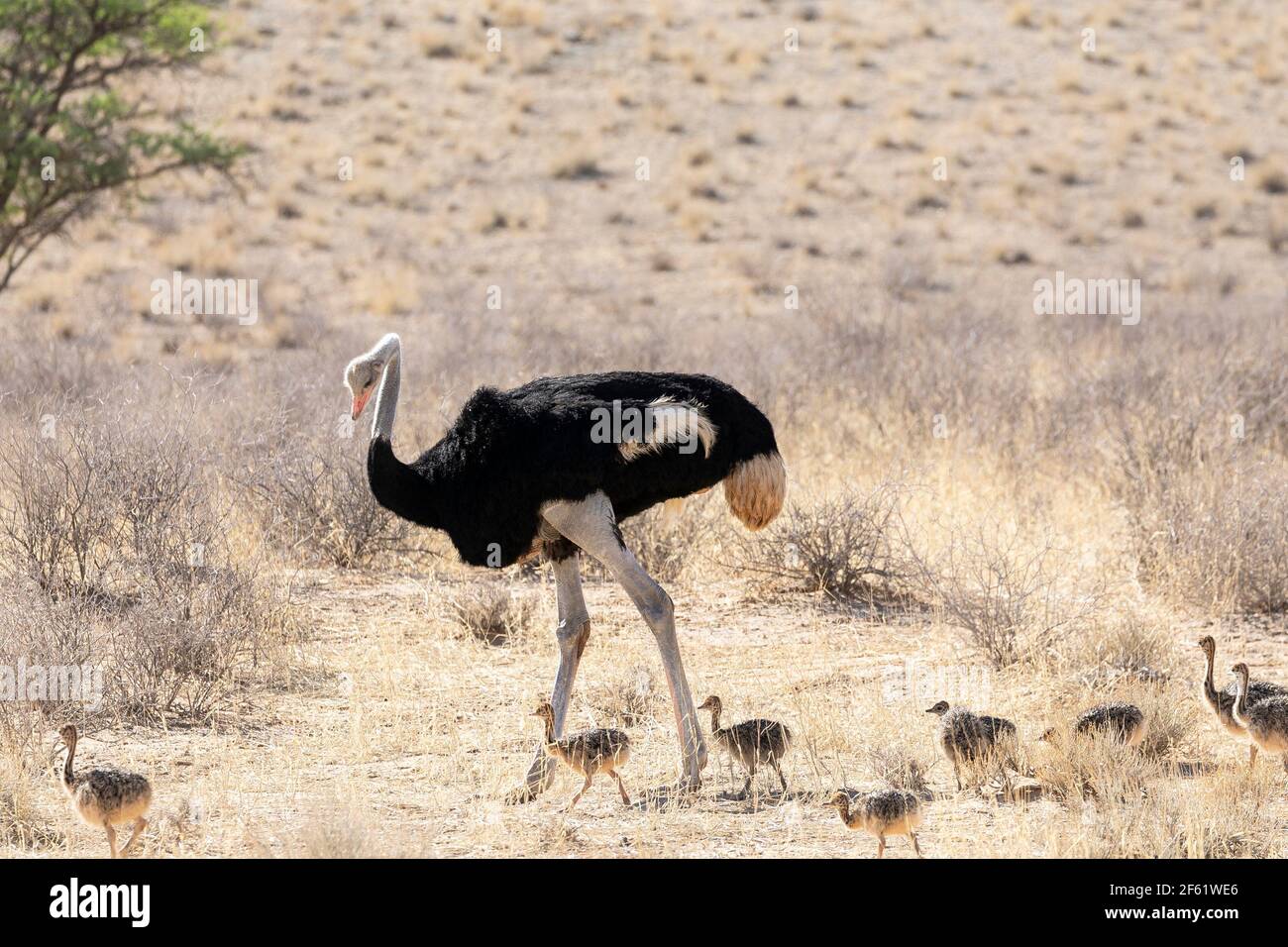 Struzzo comune (Struthio camelus) maschio che frequenta i pulcini, Kgalagadi TransFrontier Park, Kalahari, Capo del Nord, Sud Africa Foto Stock