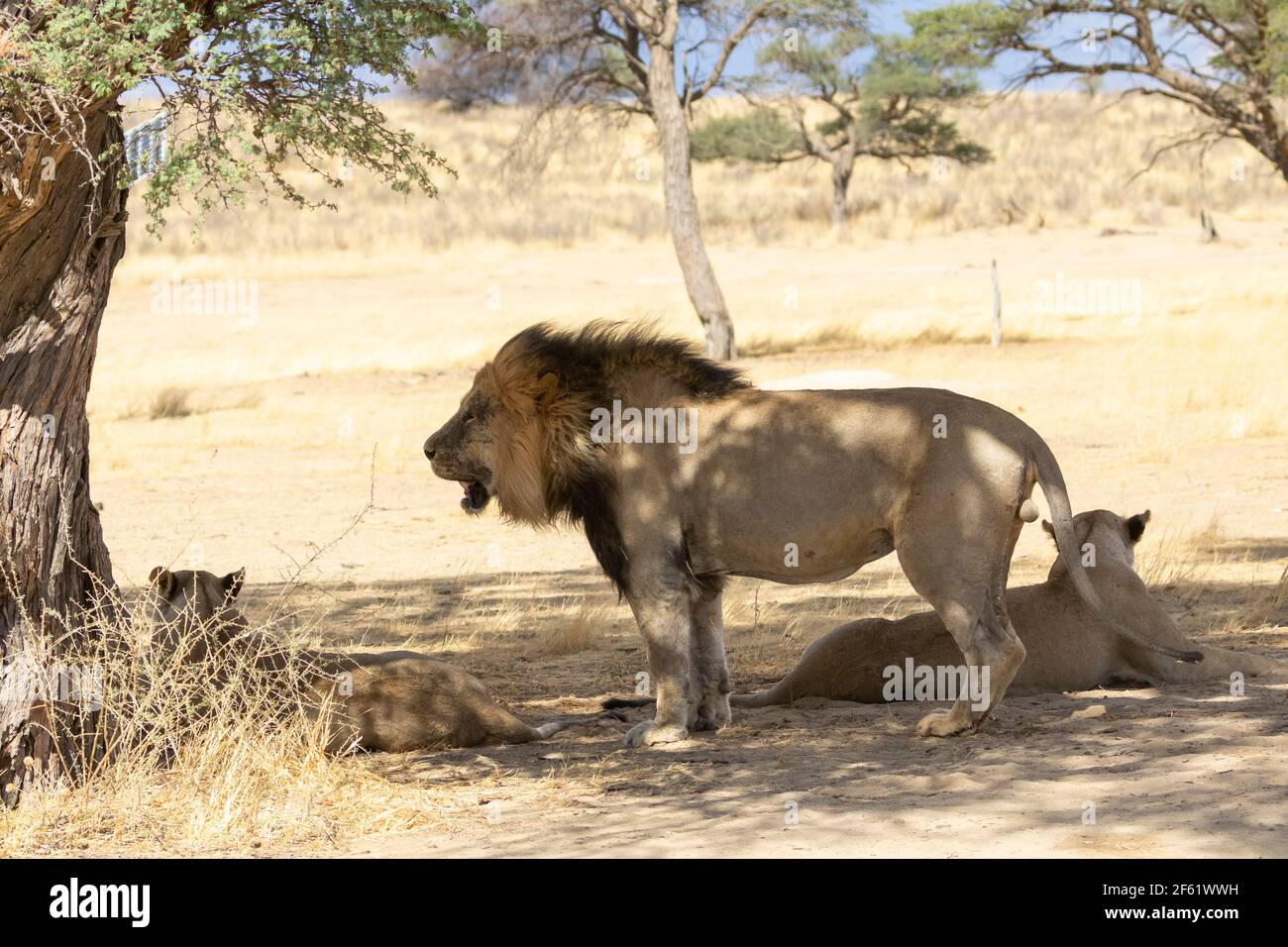 Il Leone di Kalahari (Panthera Leo) con due leonesse al foro di Polenstwa, Kgalagadi TransFrontier Park, Kalahari, Capo del Nord, Sud Africa. IUCN Rosso li Foto Stock