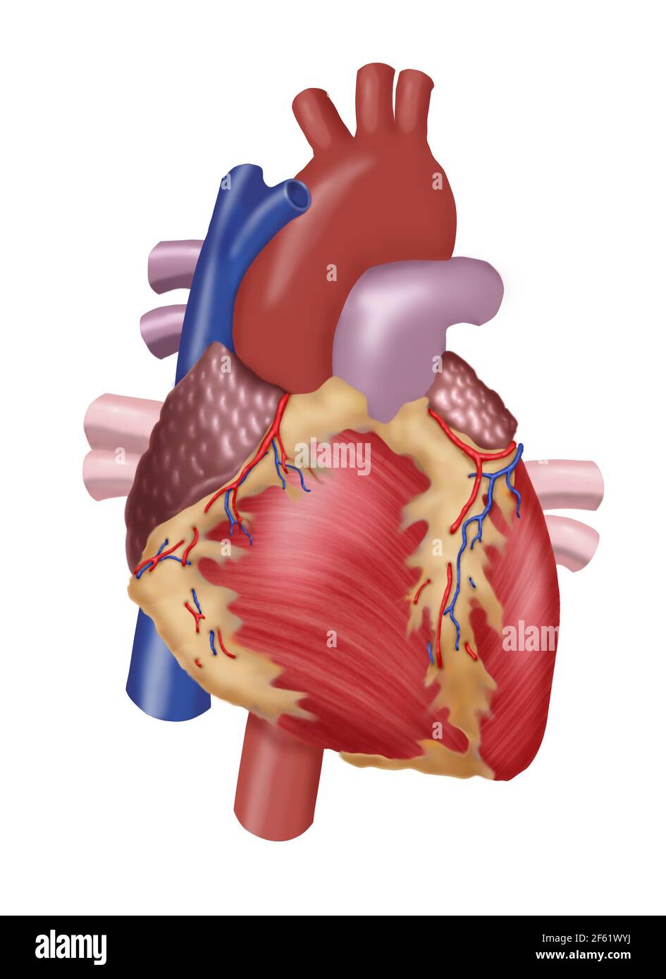 Illustrazione del cuore umano Foto Stock