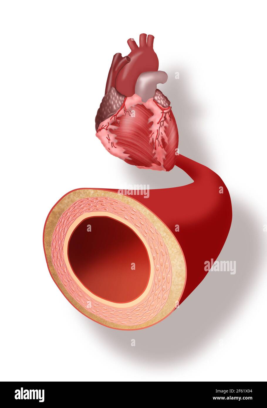 Cuore e arteria Foto Stock