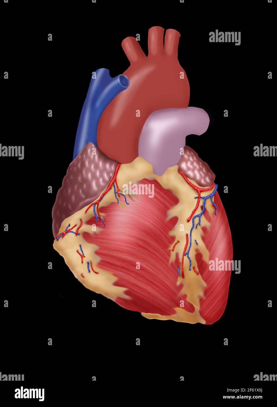 Illustrazione del cuore umano Foto Stock