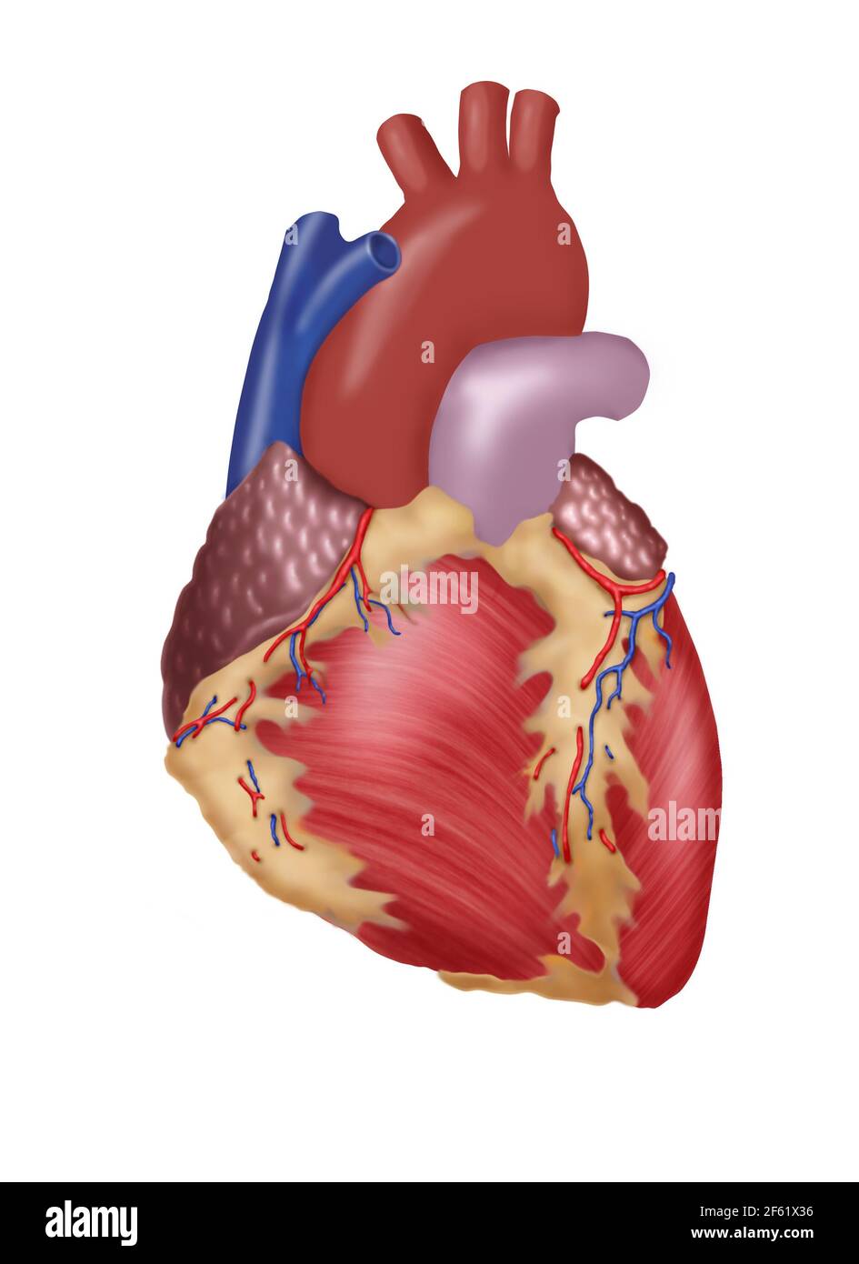 Illustrazione del cuore umano Foto Stock