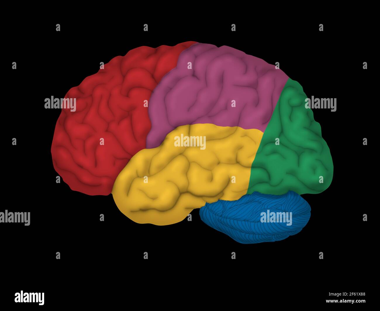 Cervello umano, vista laterale Foto Stock