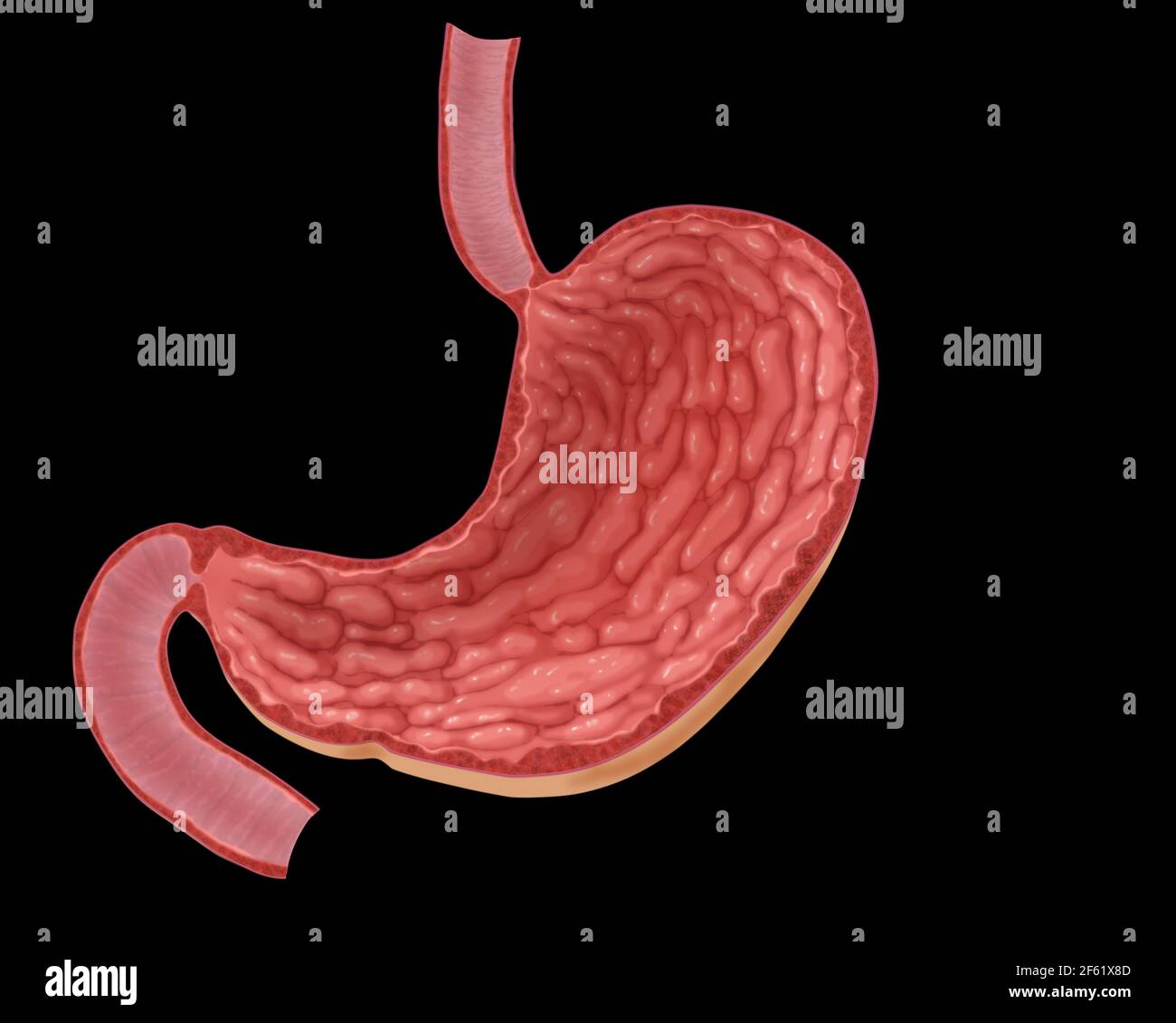 Illustrazione dello stomaco vuoto Foto Stock