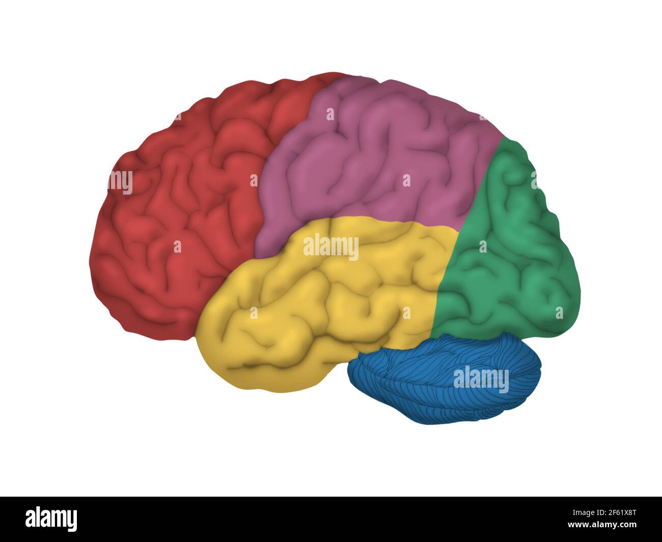 Cervello umano, vista laterale Foto Stock