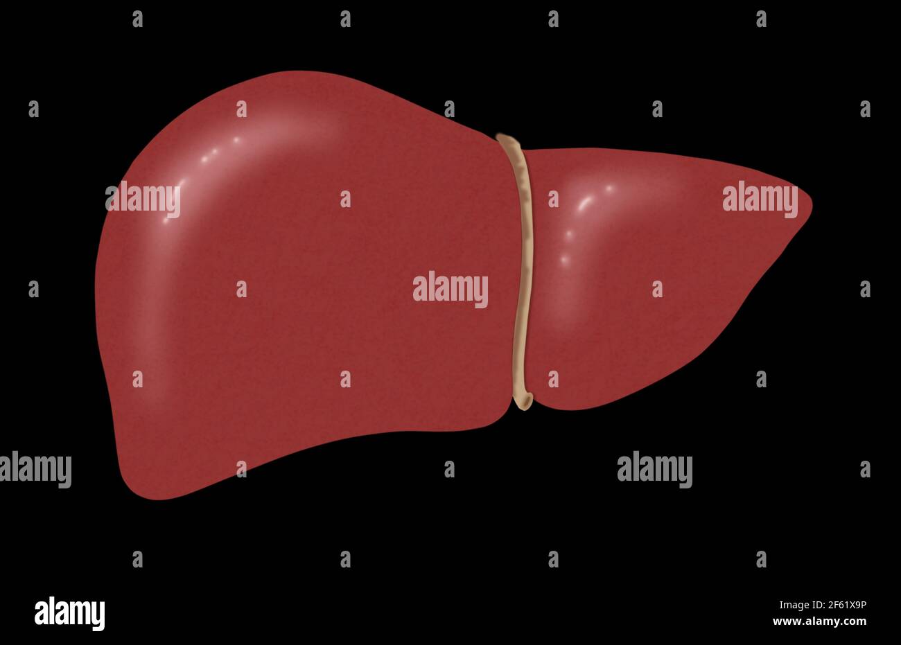 Illustrazione di fegato sano Foto Stock