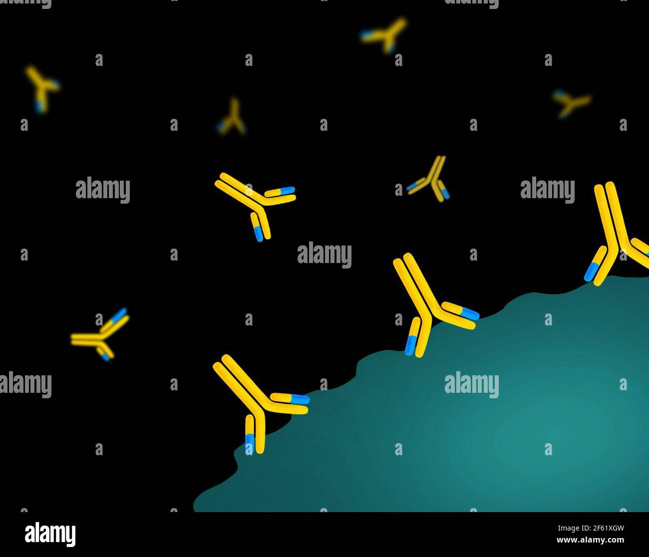 Anticorpi monoclonali Foto Stock