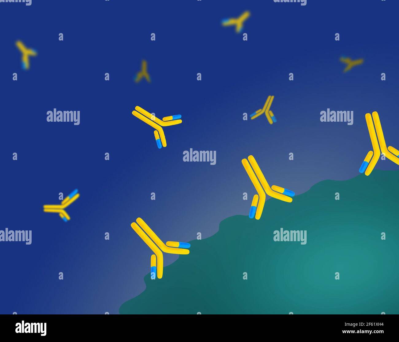 Anticorpi monoclonali Foto Stock