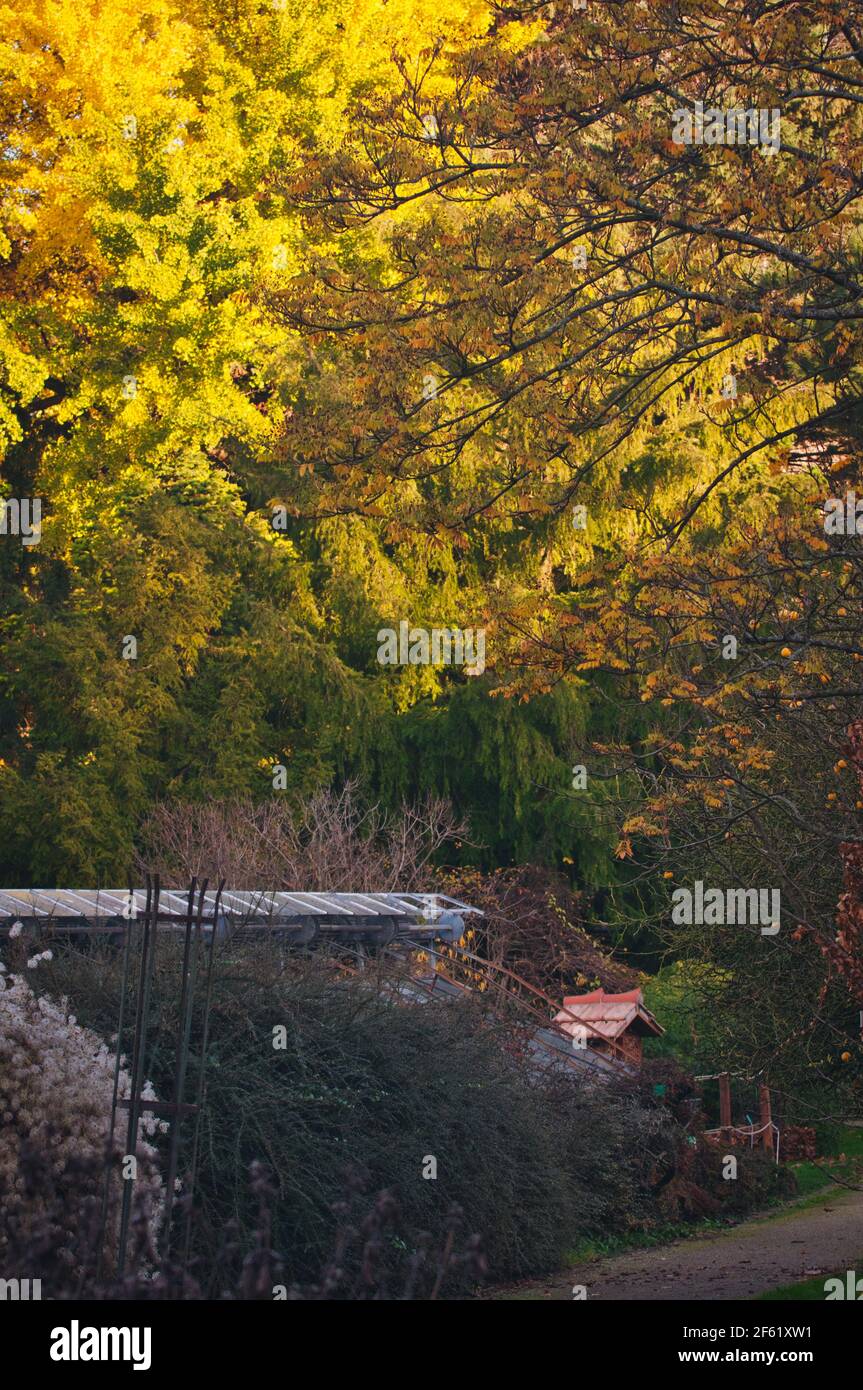 Immagini del giardino d'autunno Foto Stock