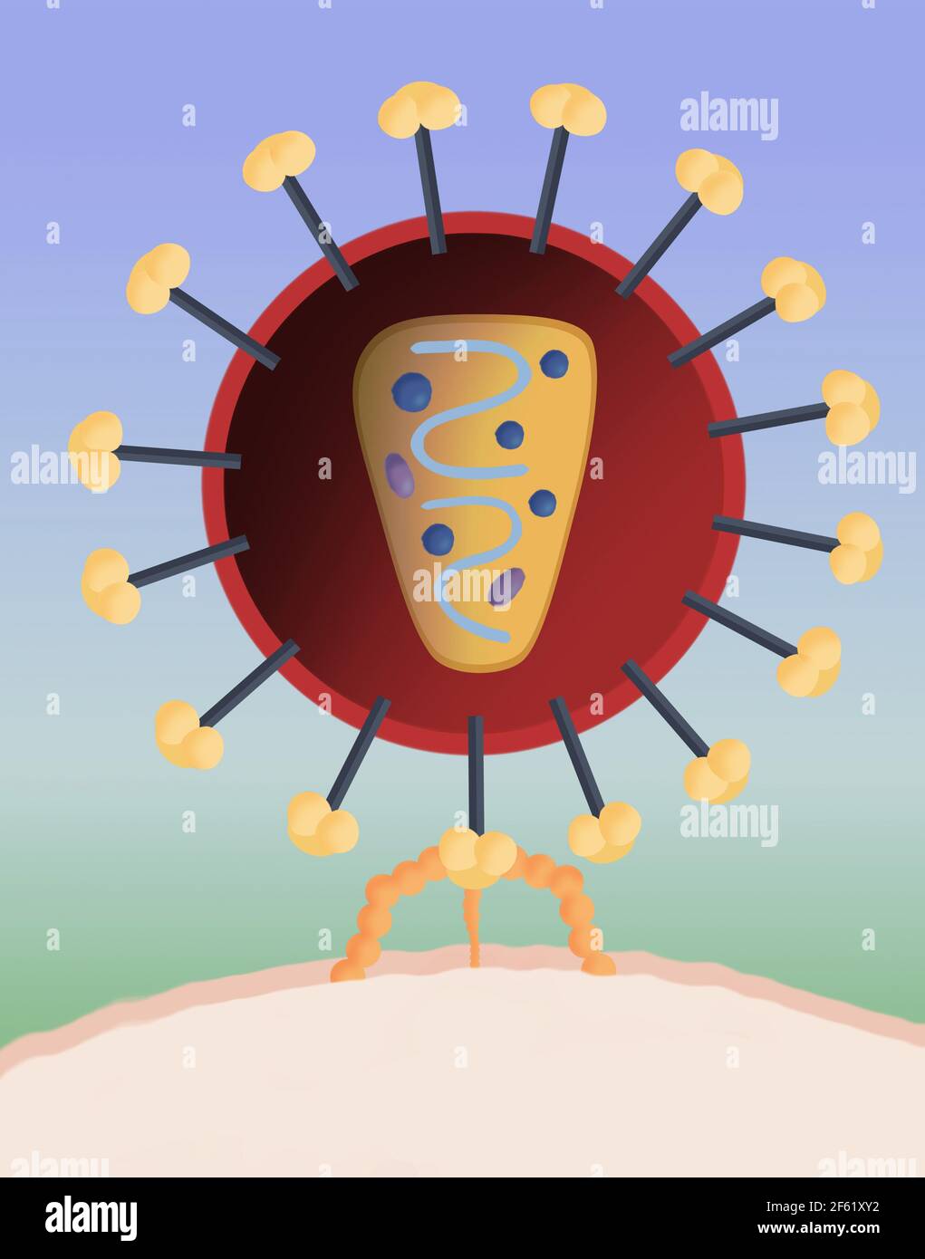 Struttura di HIV Foto Stock