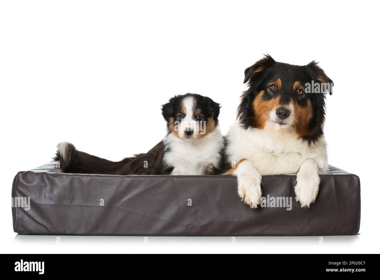 Cane da pastore australiano con cuccioli Foto Stock