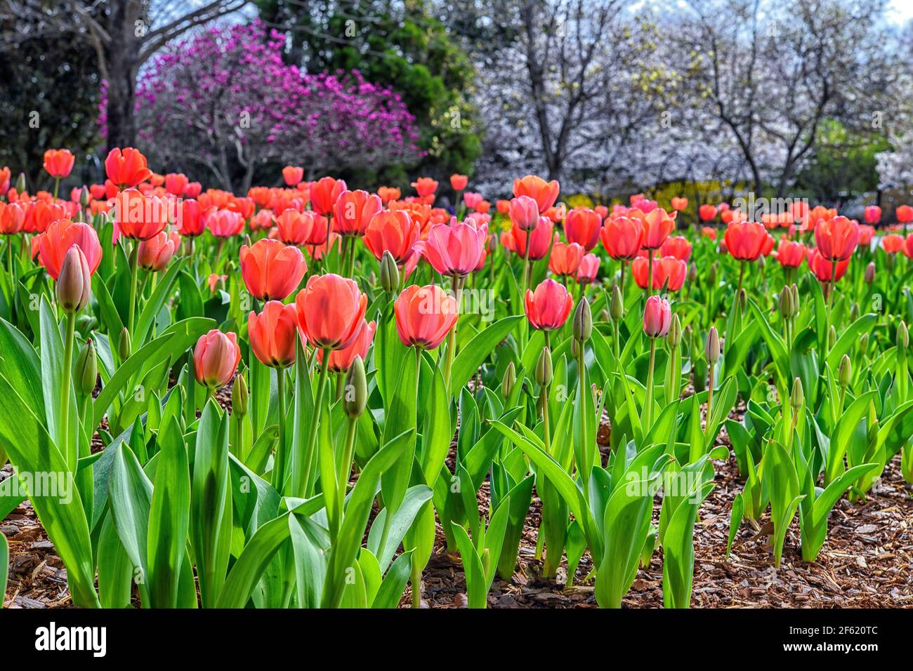 Tulipani Rd in fiore ai Giardini Botanici di Cheekwood, Nashville, TN Foto Stock