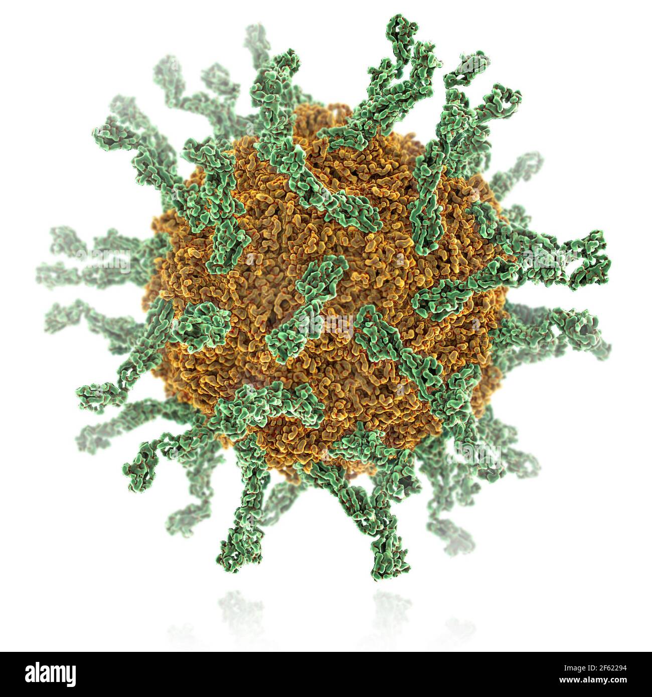 Poliovirus di tipo i Foto Stock