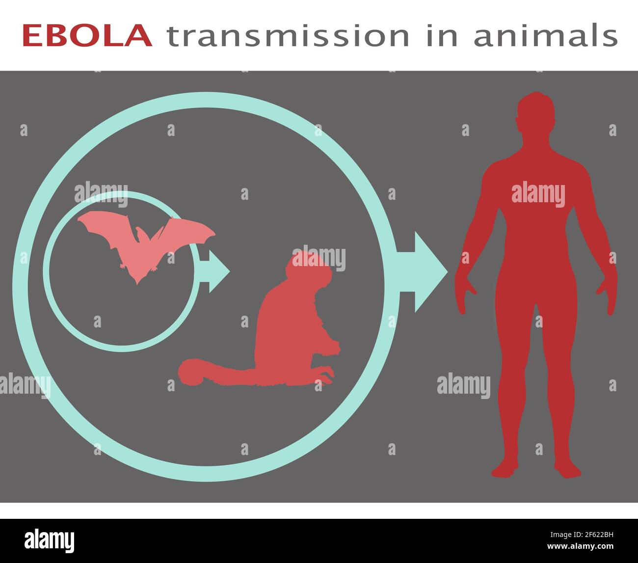 Virus Ebola, animali alla trasmissione umana Foto Stock