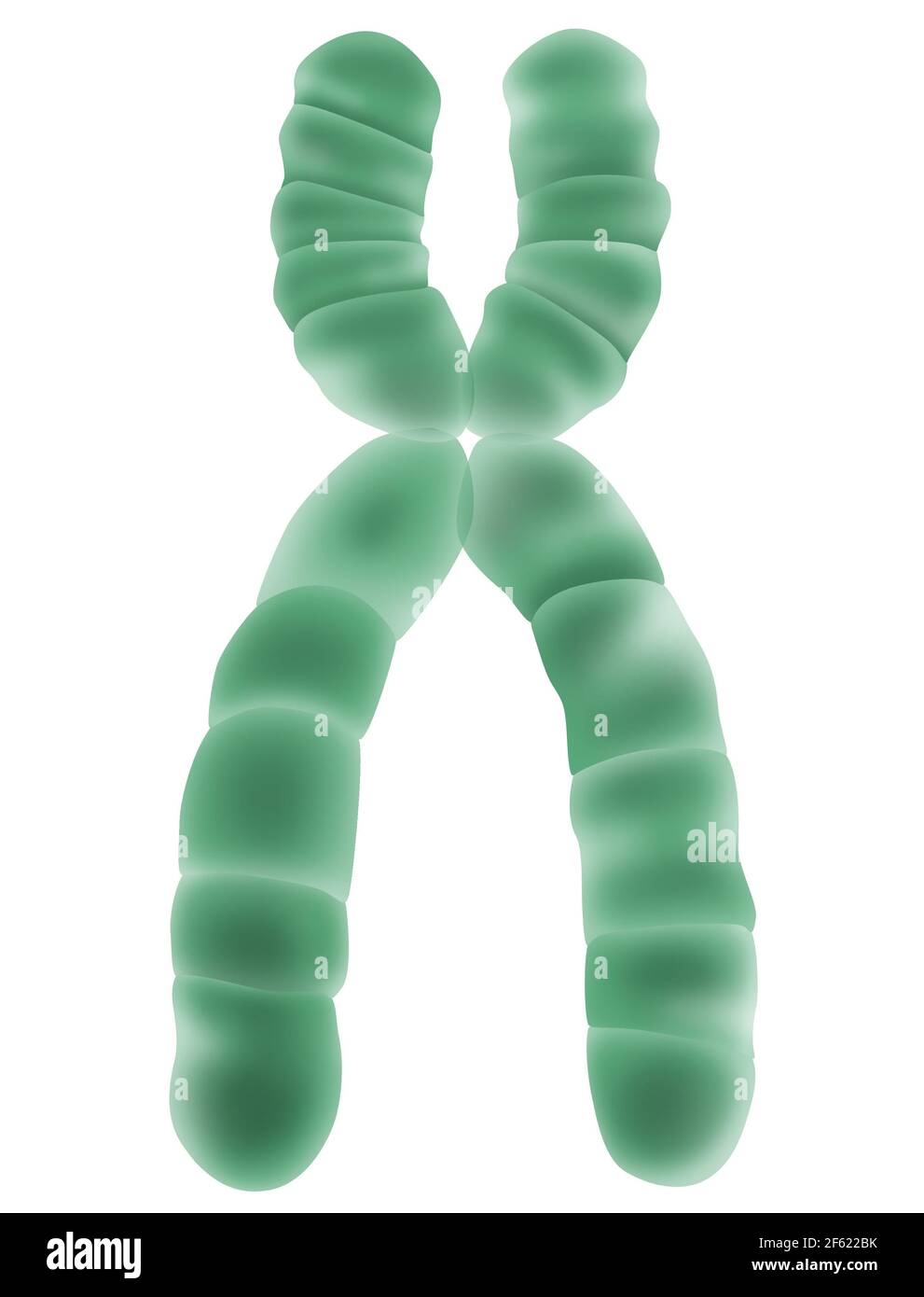 Cromosoma X, illustrazione Foto Stock