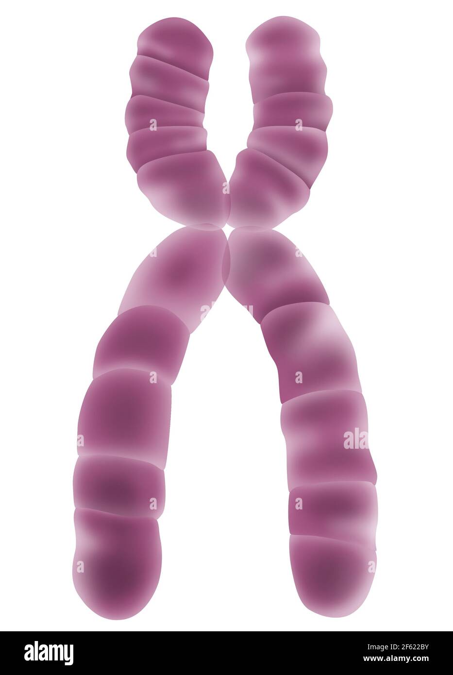 Cromosoma X, illustrazione Foto Stock