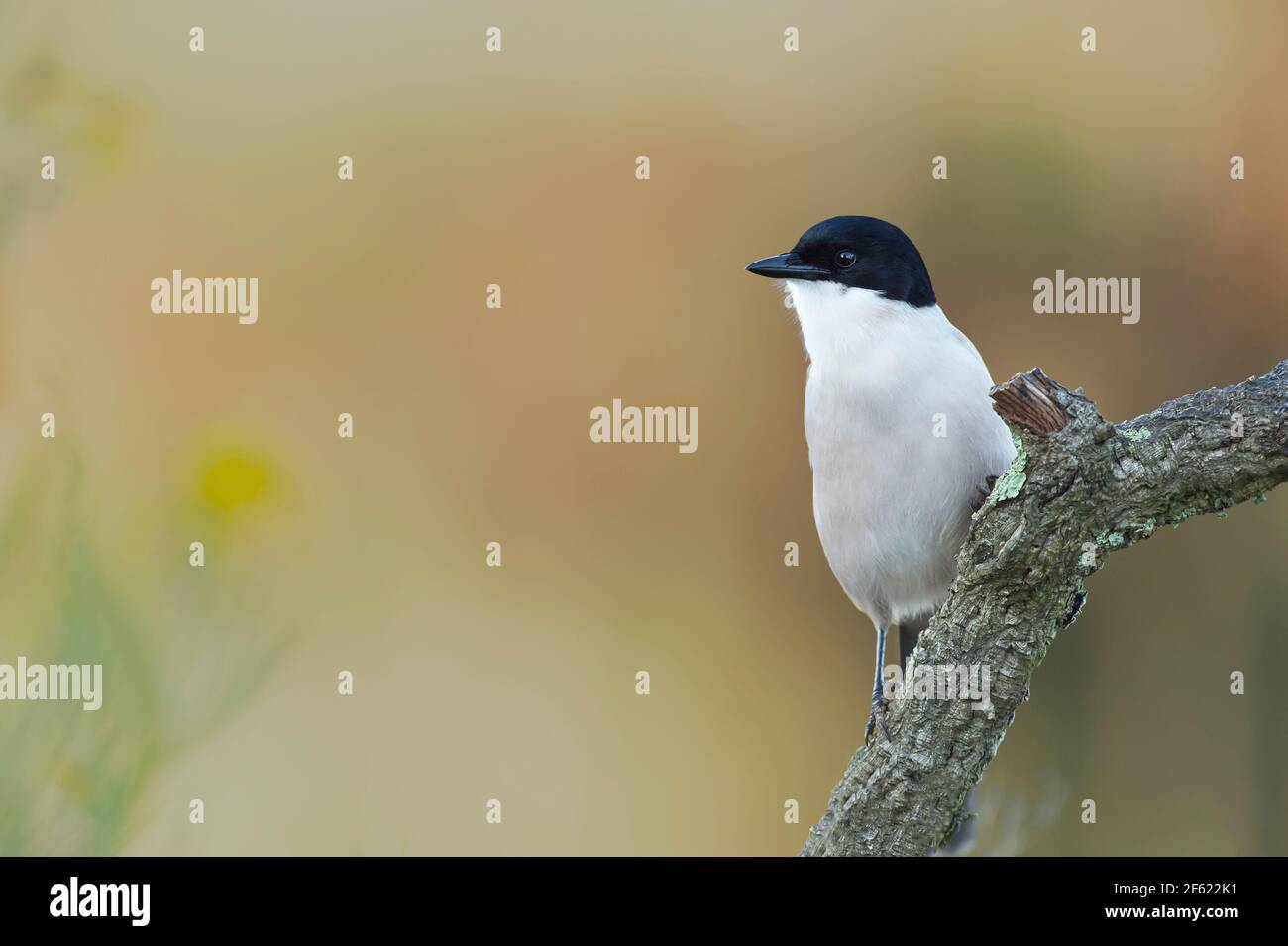 Cyanopica cyanus Foto Stock