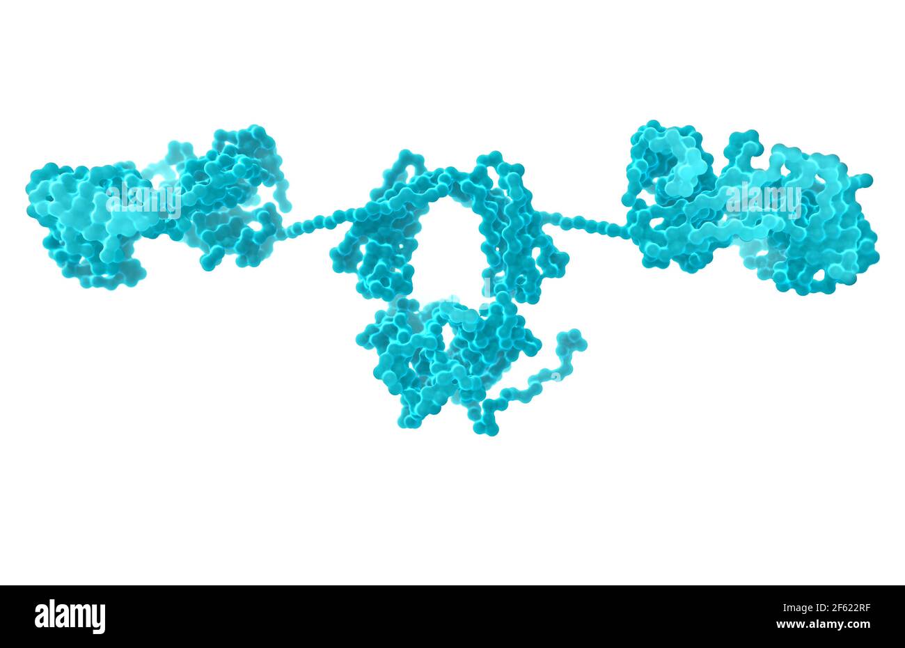 Immunoglobulina A, anticorpo Foto Stock