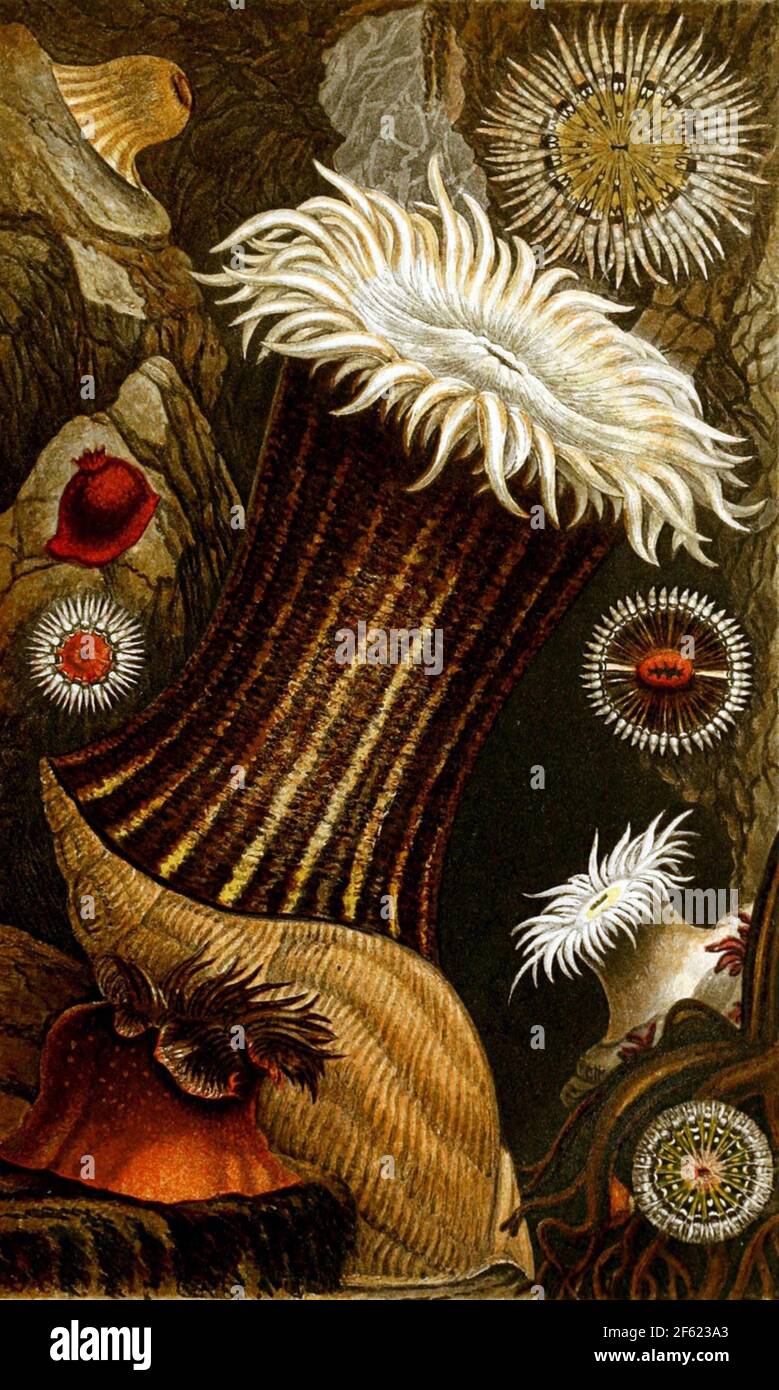 Anemoni marini, 1860 Foto Stock