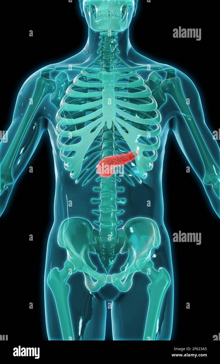 Il pancreas, illustrazione Foto Stock