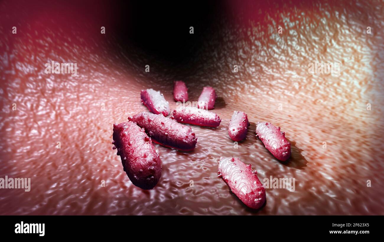E. batteri Coli, illustrazione Foto Stock