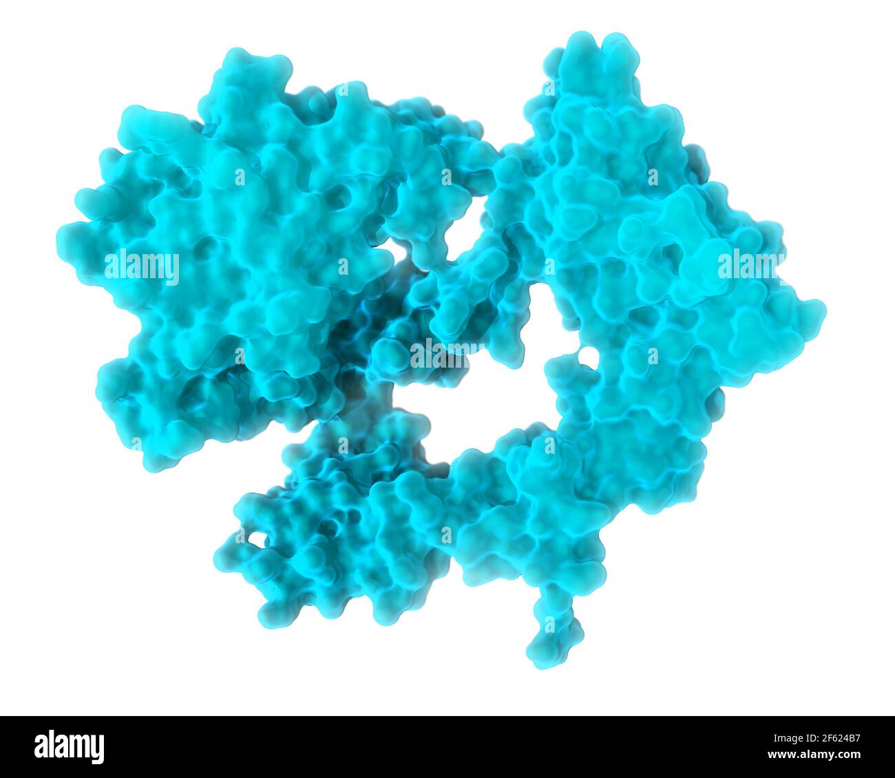Recettore del fattore di crescita epidermico Foto Stock